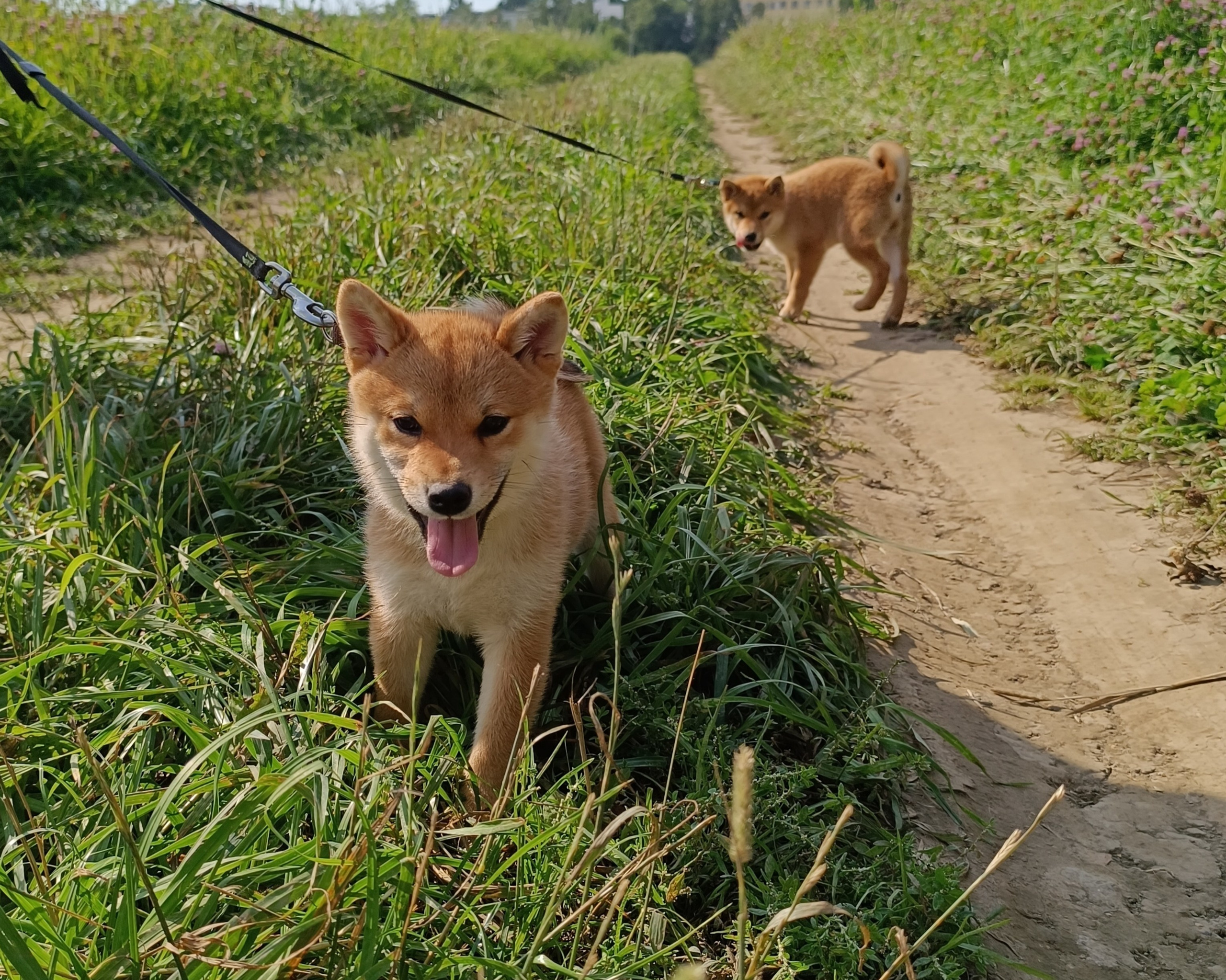сиба питомник Рубилайт щенки на продажу rubylight  сиба щенки купить СПб Санкт-Петербург