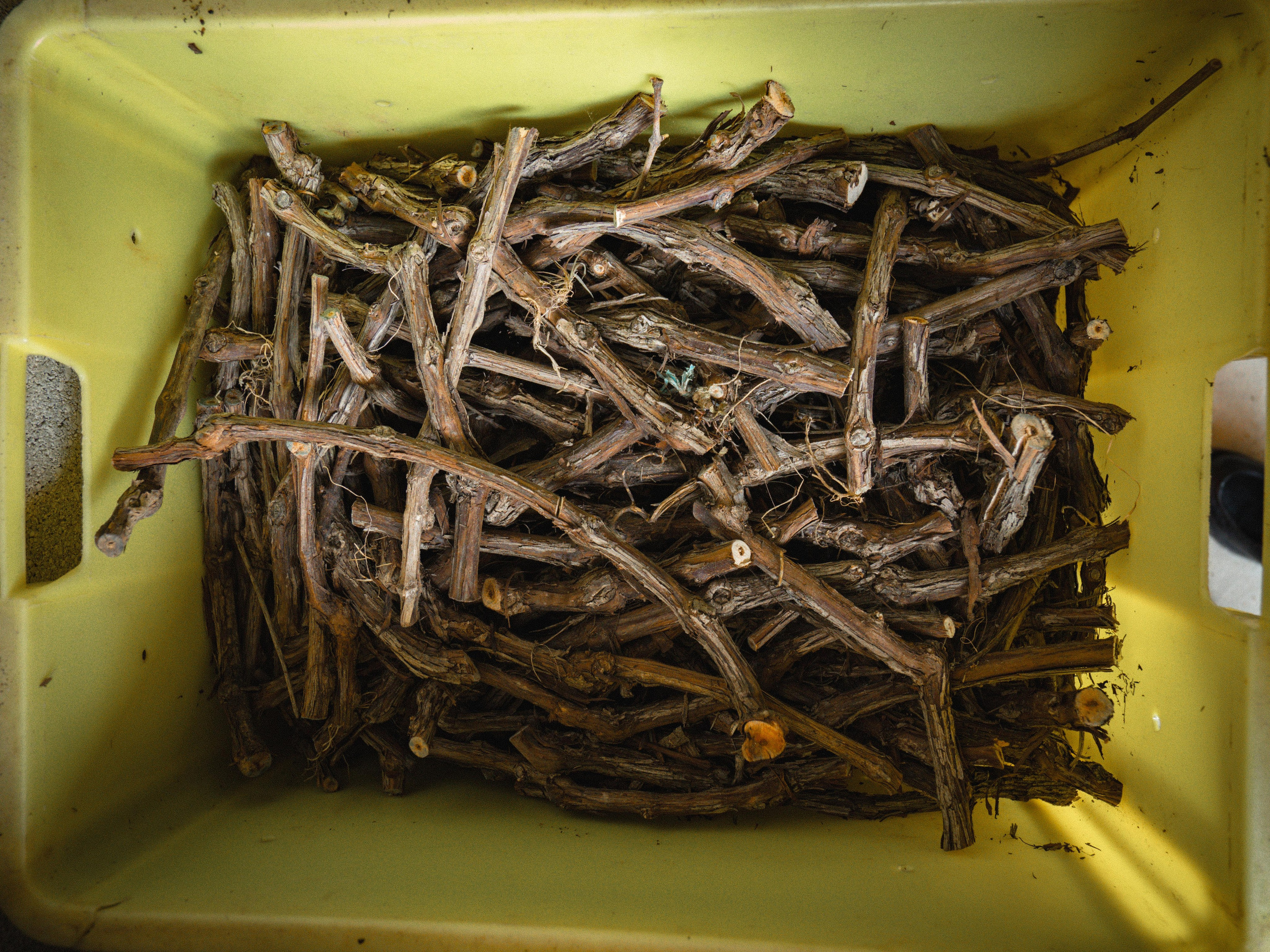 Champagne 2025. Фотограф в Крыму Алевтина Швец