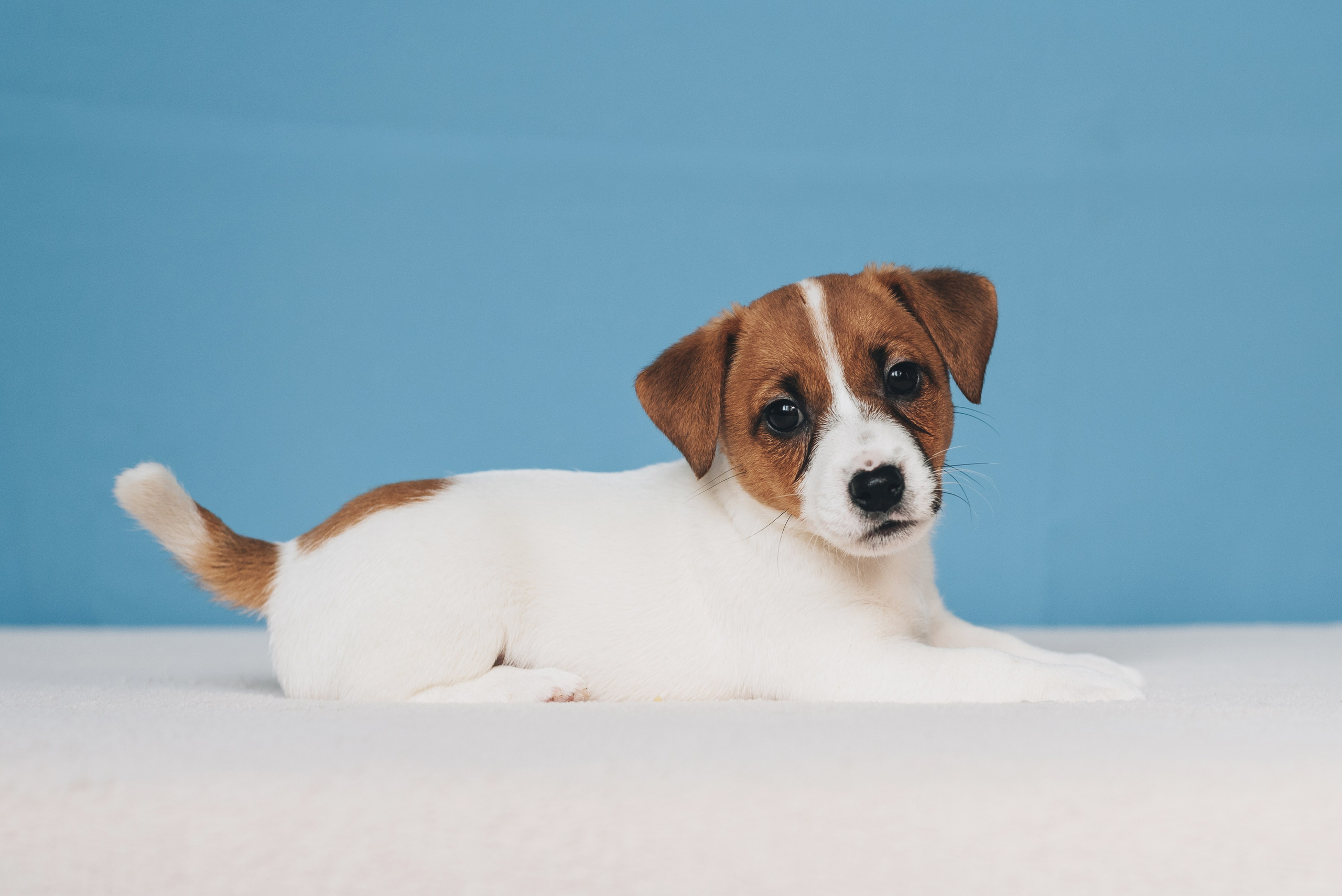 Jack Russell Terrier. Natalia Finch Photography — Family, Kids & Pet Photographer in Chicago, IL