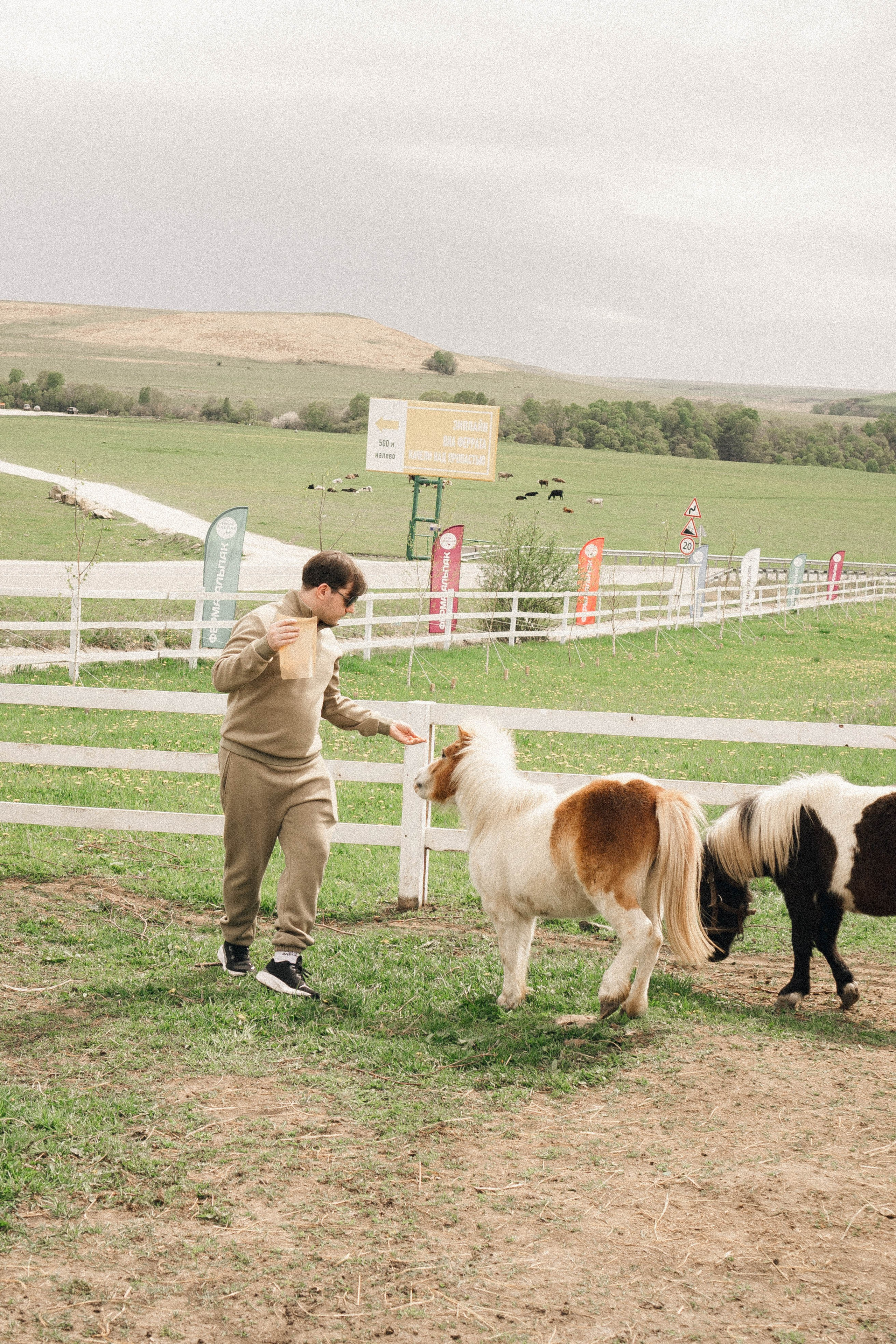 Ферма Альпак. Профессиональный фотограф, Санкт-Петербург — Виктория Богомолова