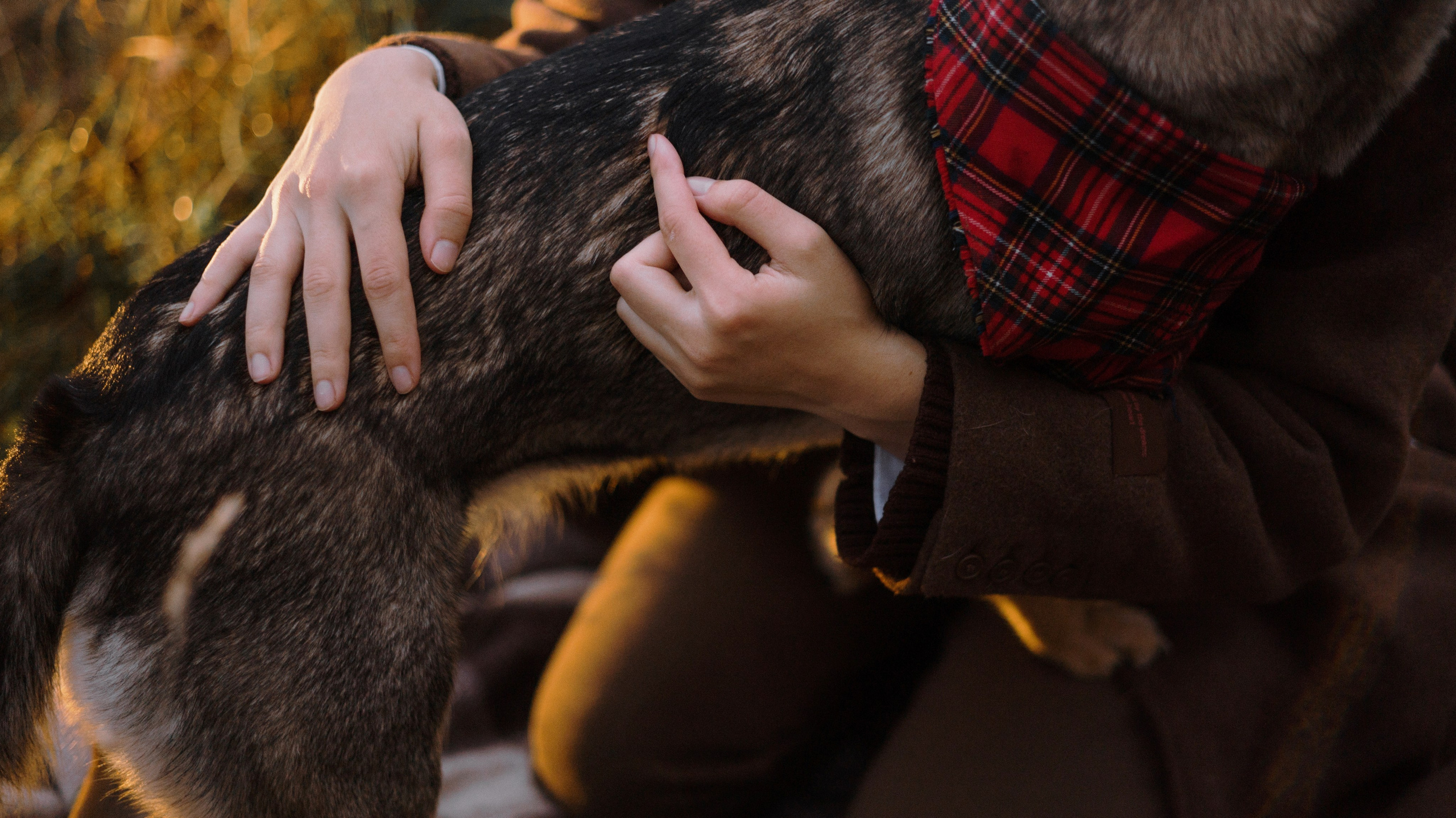 Маша, Катя, Астрид и Мася. Фотограф-анималист Богданова Полина