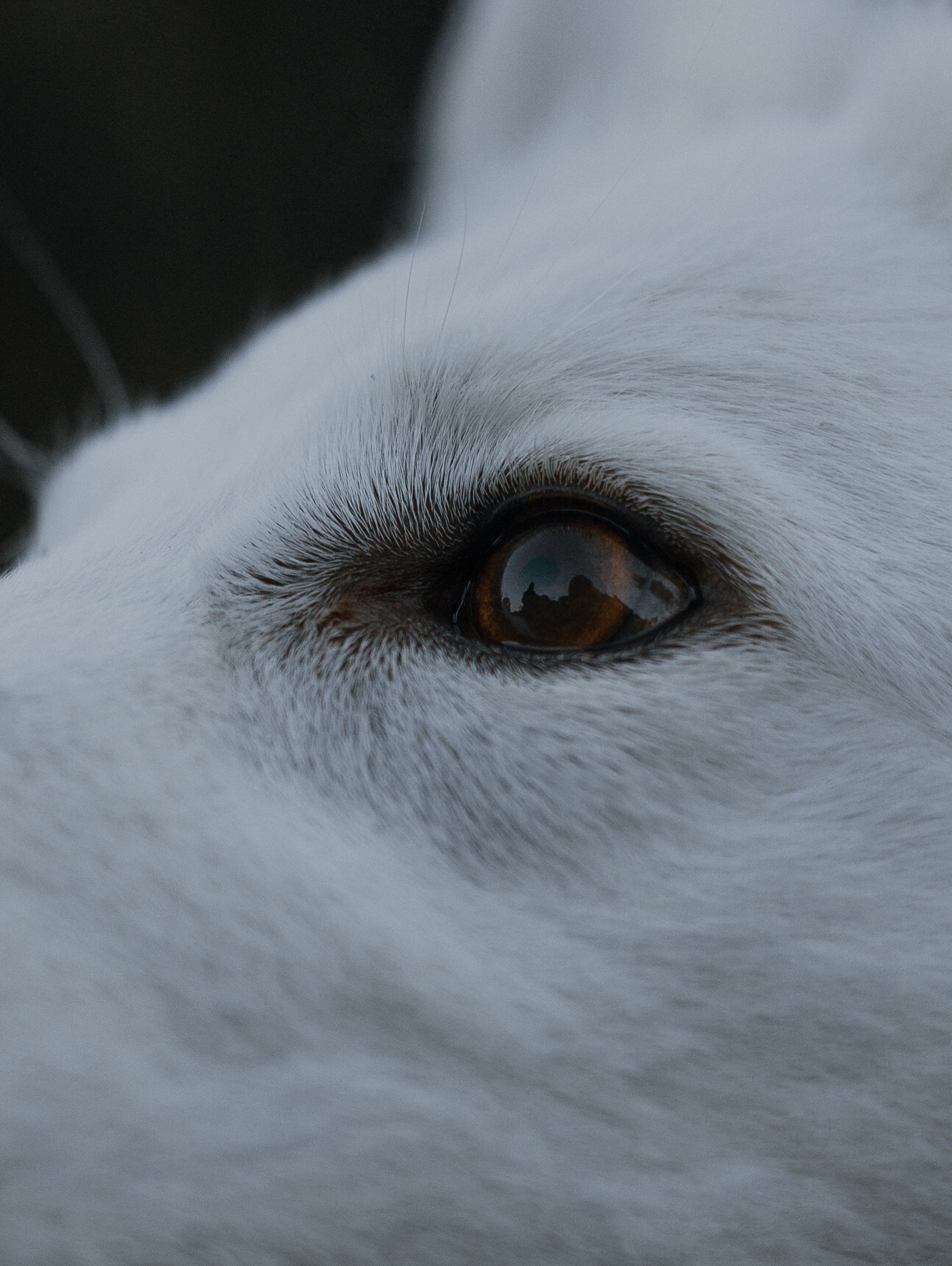 Вика и Уля. Фотограф-анималист Богданова Полина