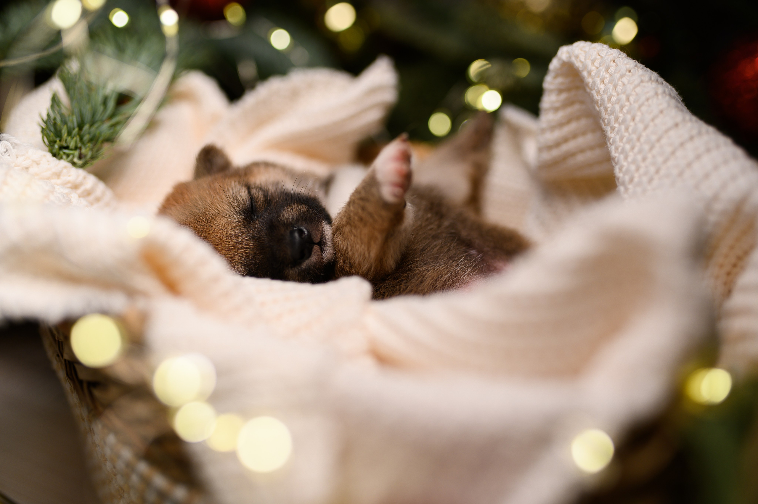 Мамесиба. Фотограф анималист в Москве Ольга Агушева