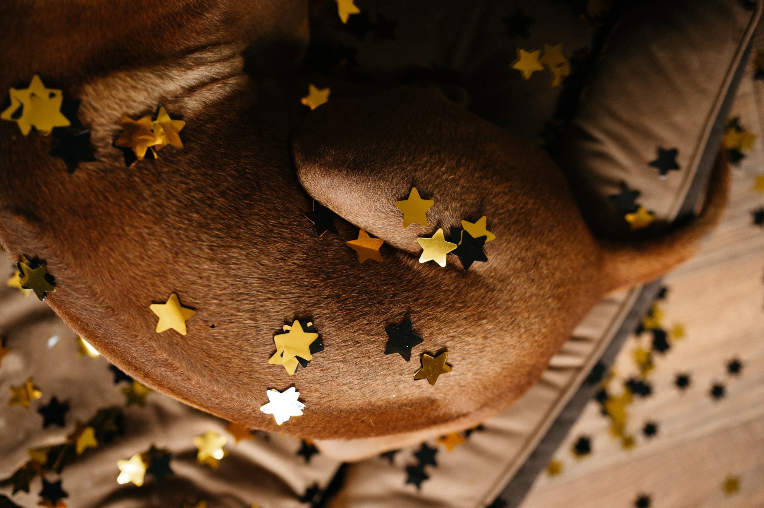 Оксана и Зевс. Фотограф анималист в Москве Ольга Агушева