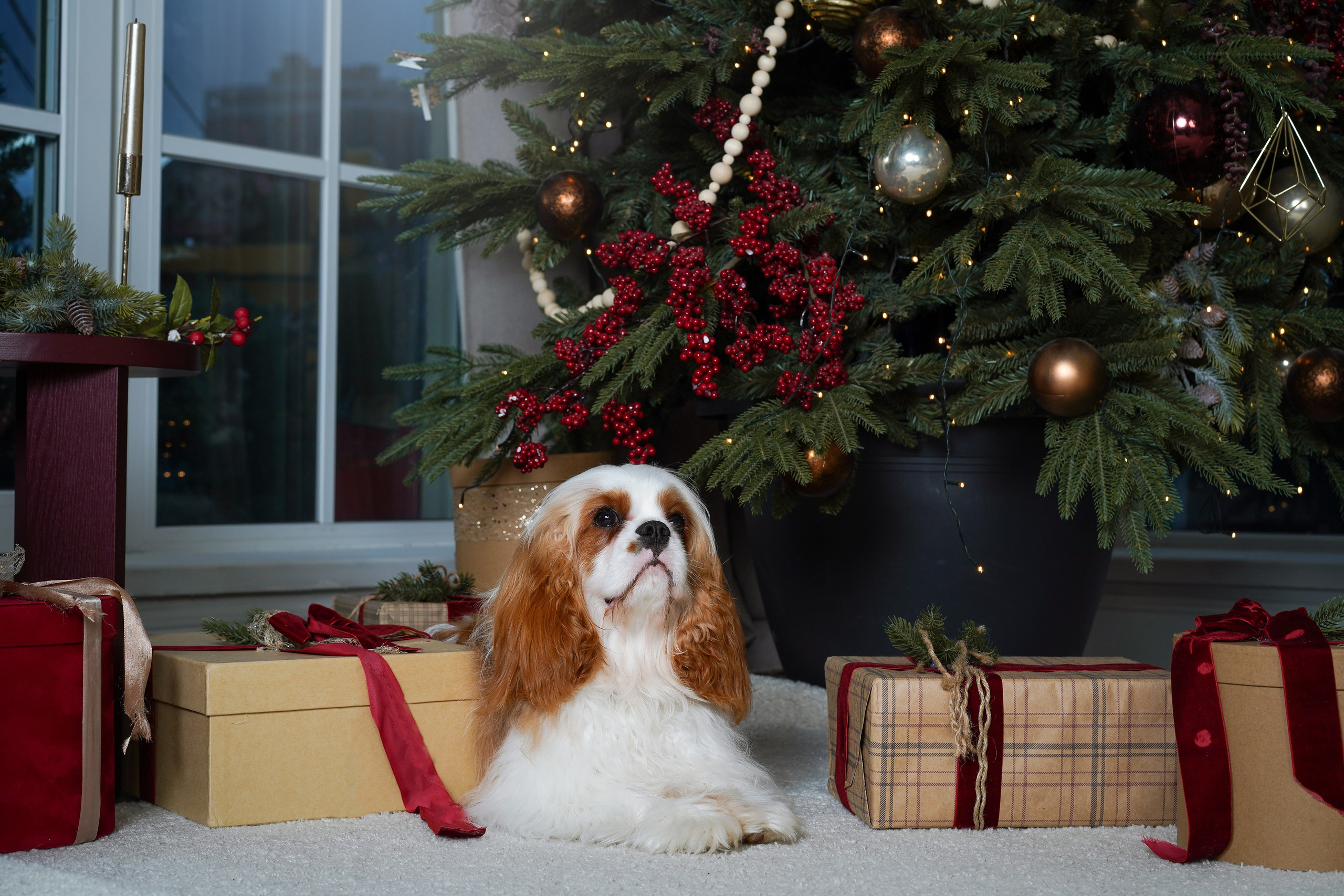Катя и кавалерчики. Фотограф-анималист в Санкт-Петербурге Яна Мартынова