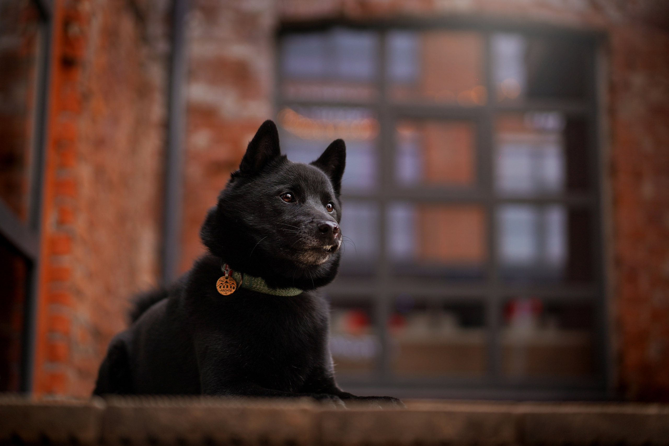 Аня Арчи и Мишель. Фотограф-анималист в Санкт-Петербурге Яна Мартынова