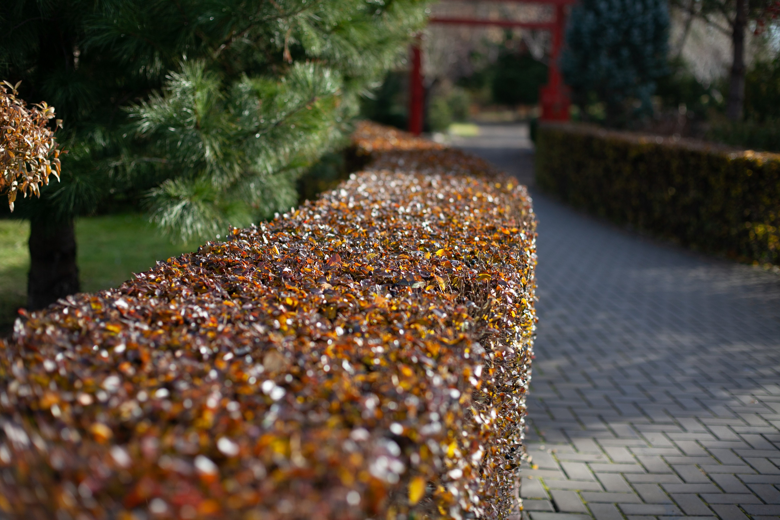 Сады Мечты. Контент для сайта. Фотограф Дарья Локотко в Красноярске