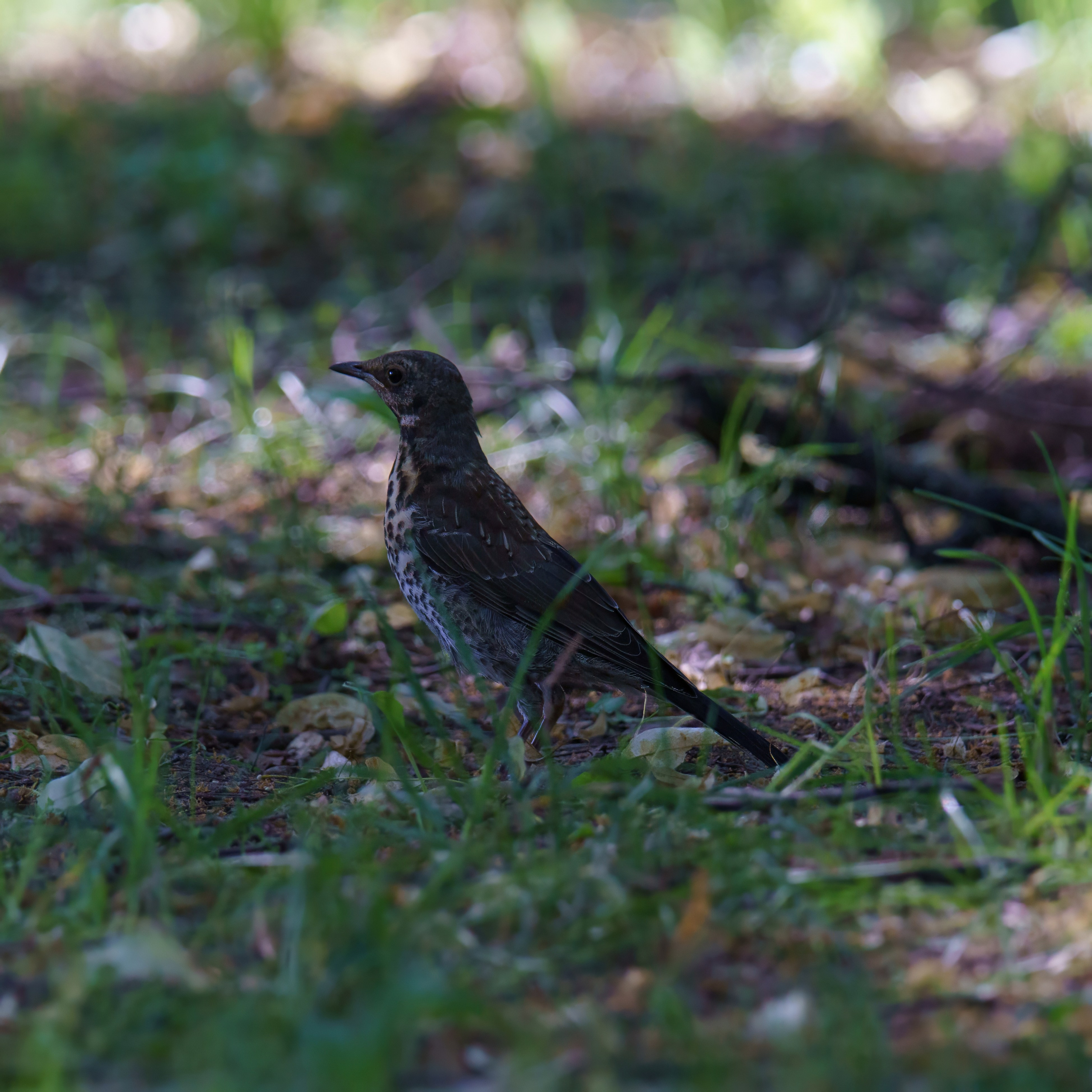 Animals — Животные