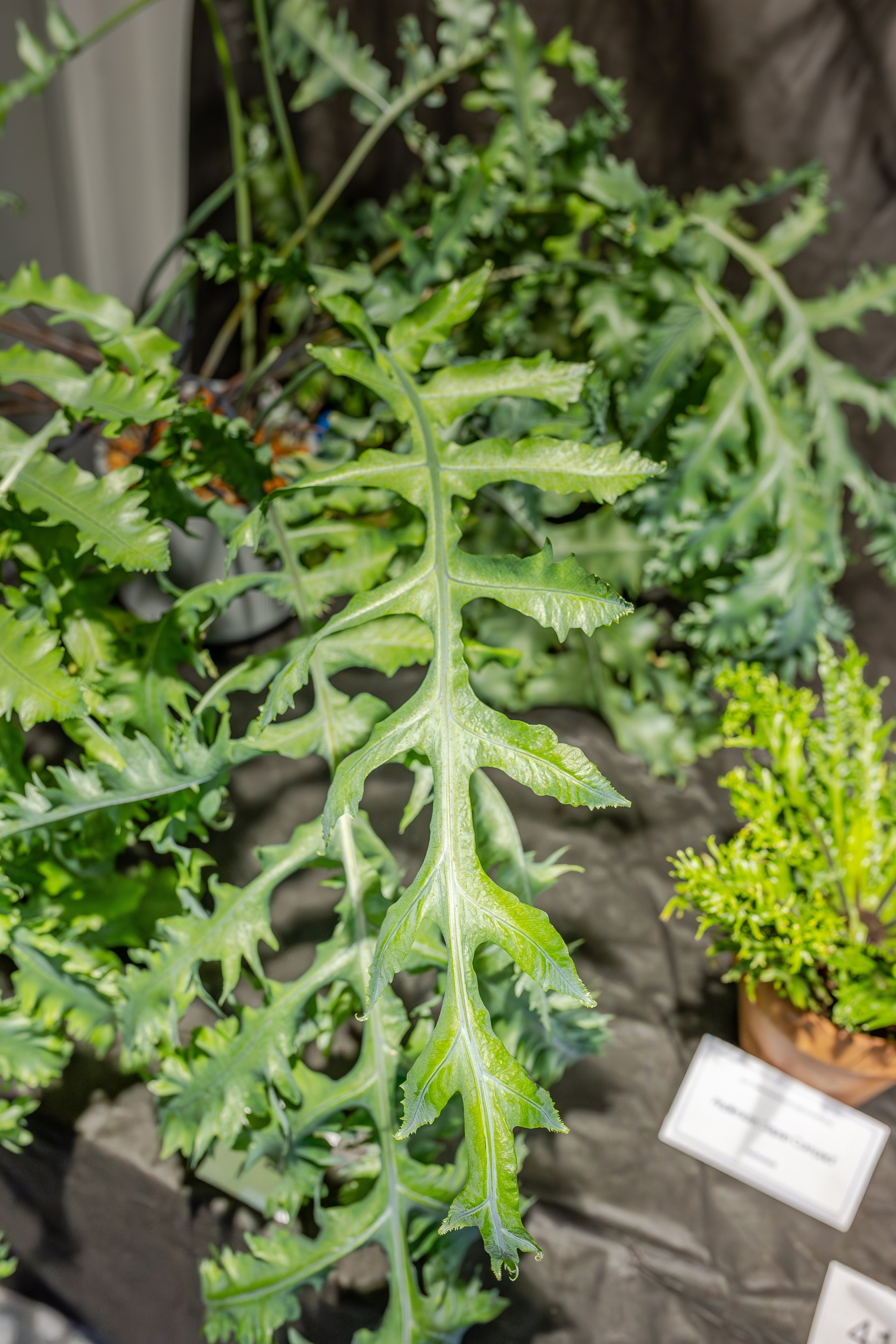 Монстериум апрель 2026. Александра Куликова фотограф, Москва