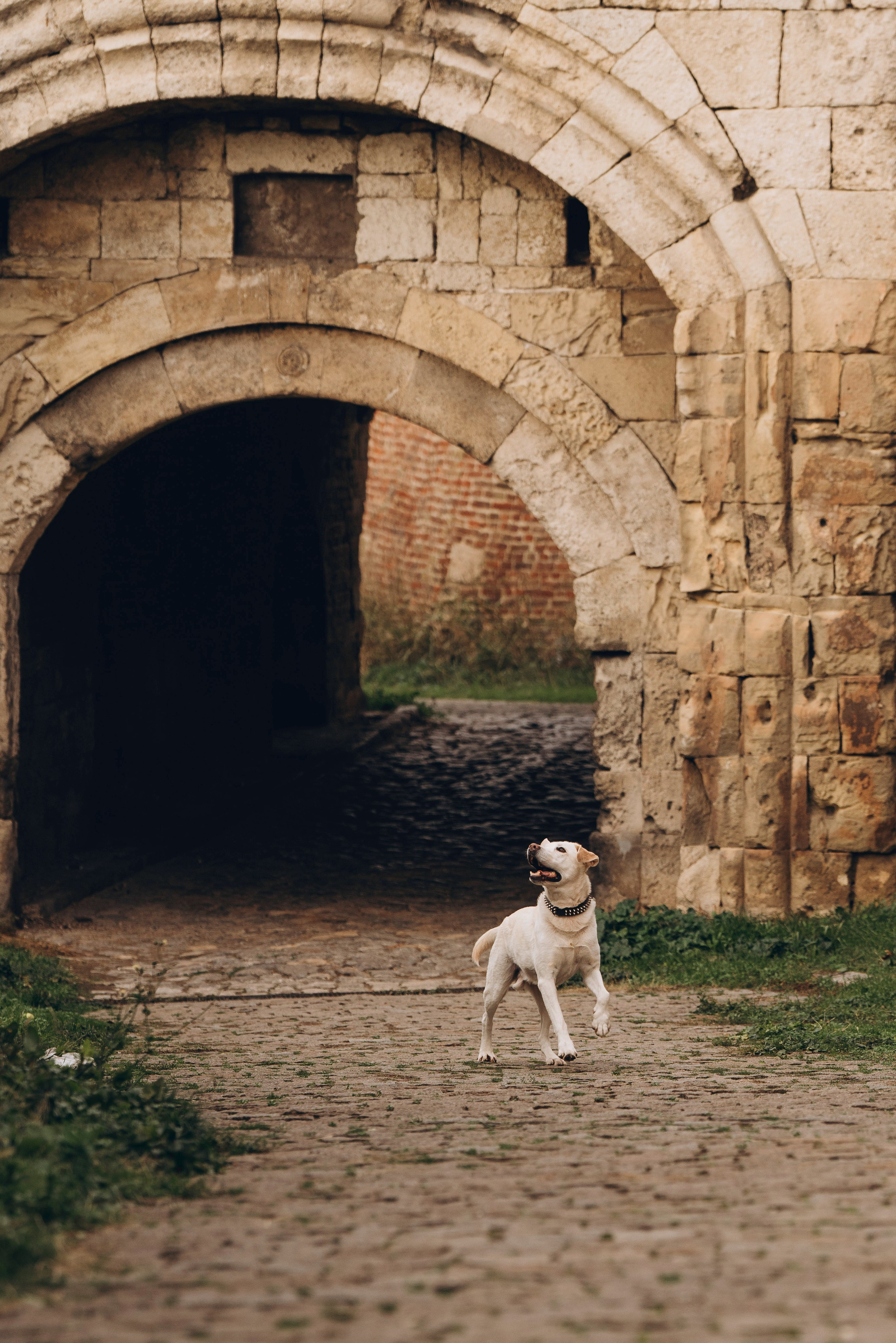 Вати, Лена и Леван. Фотограф анималист в Спб недорого Олеся Майорова
