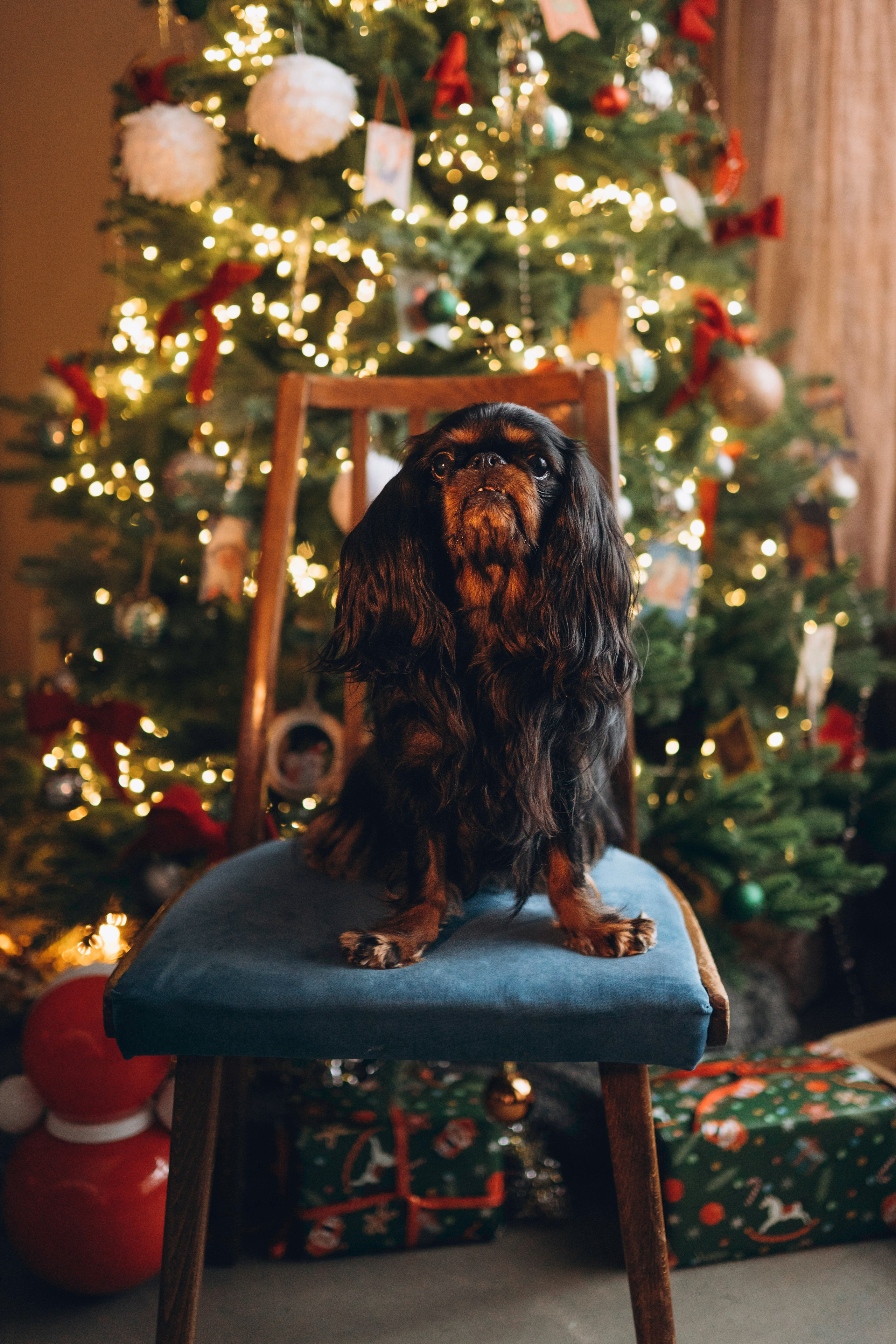 Ариша и её семья. Фотограф анималист в Спб недорого Олеся Майорова
