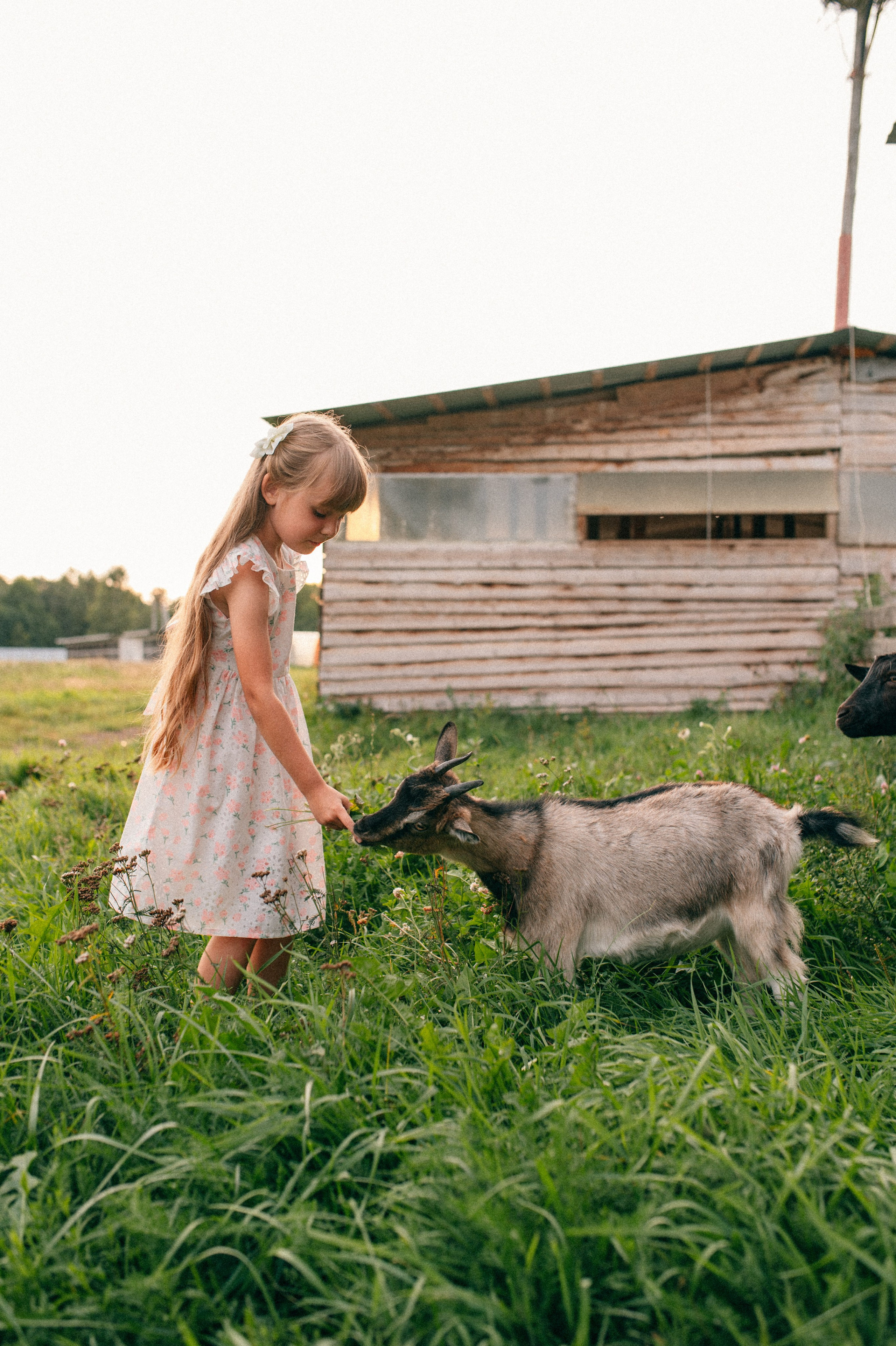 Суаре на ферме. Фотограф Светлана Васильева
