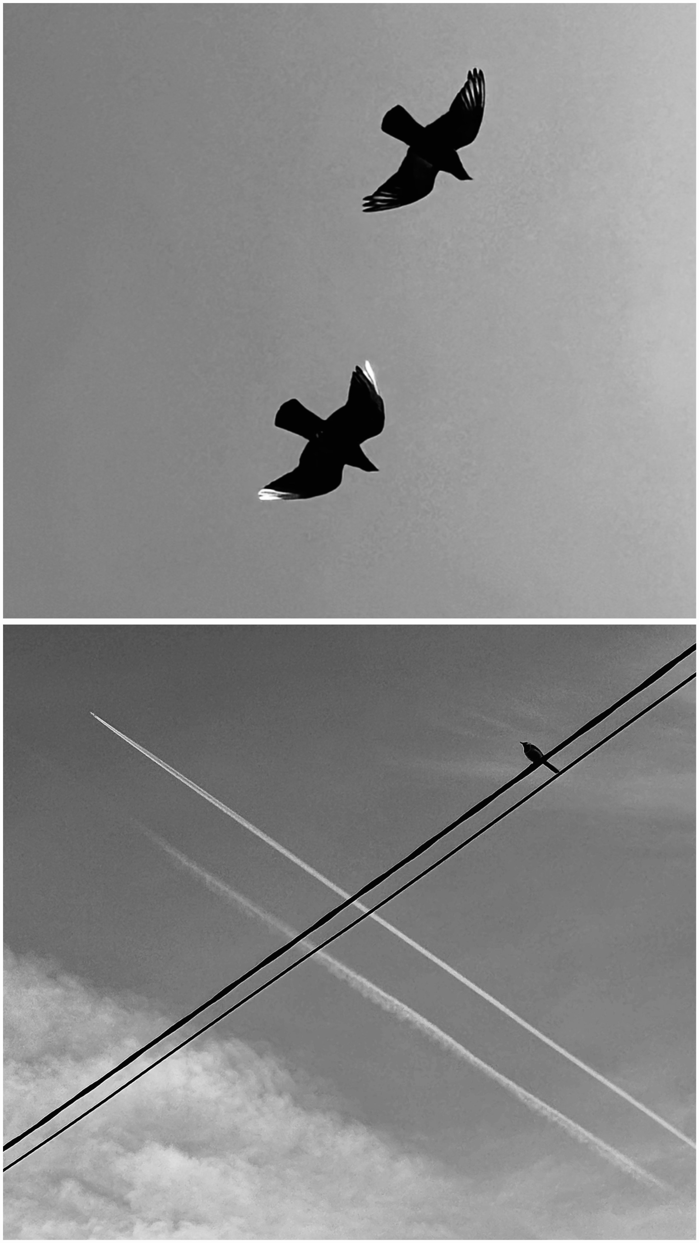 Коллажи. Свадебный фотограф в Москве Сафонова Анна