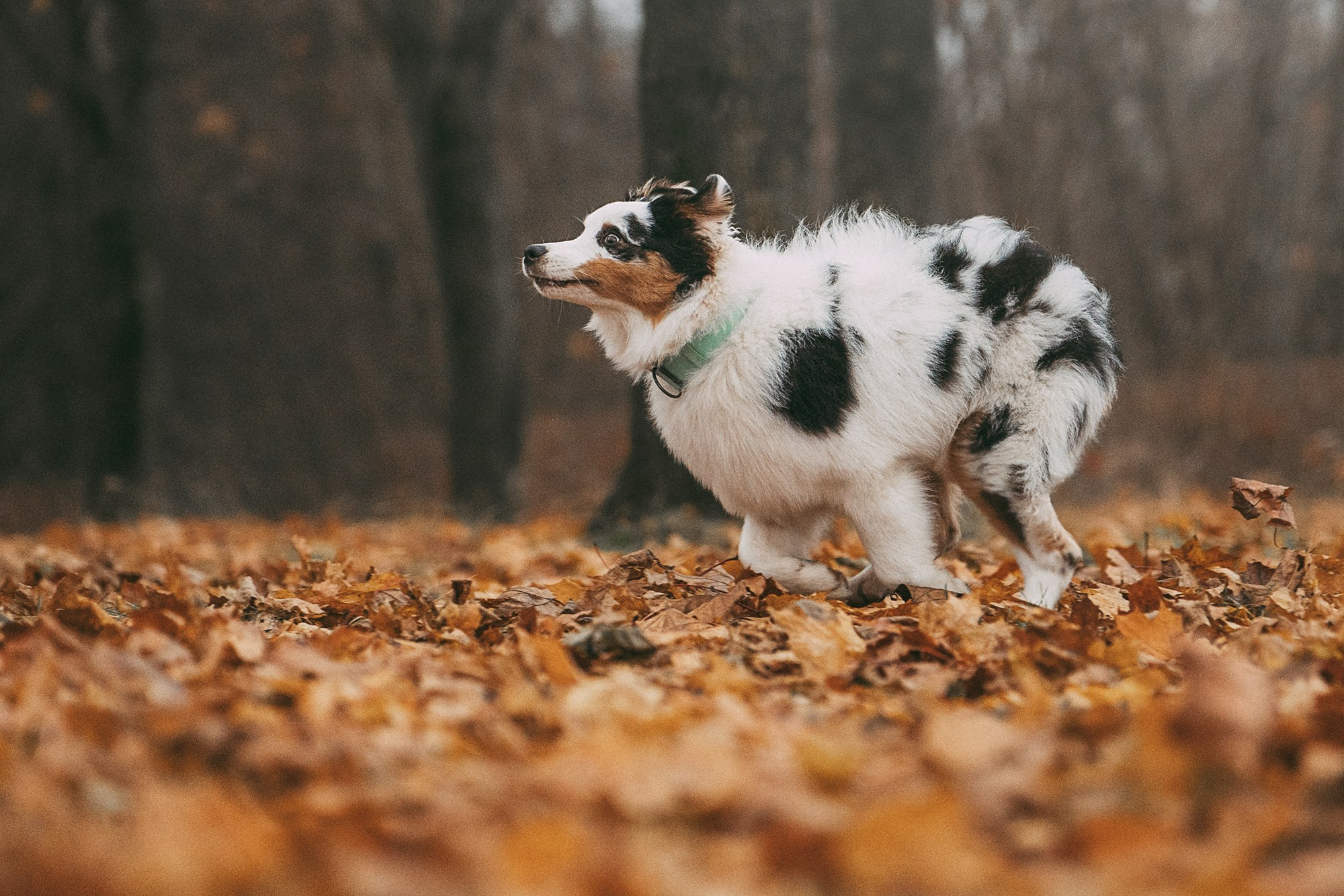Лиза и Бублик. Фотограф анималист в Москве и Санкт-Петербурге Свиридова Анна
