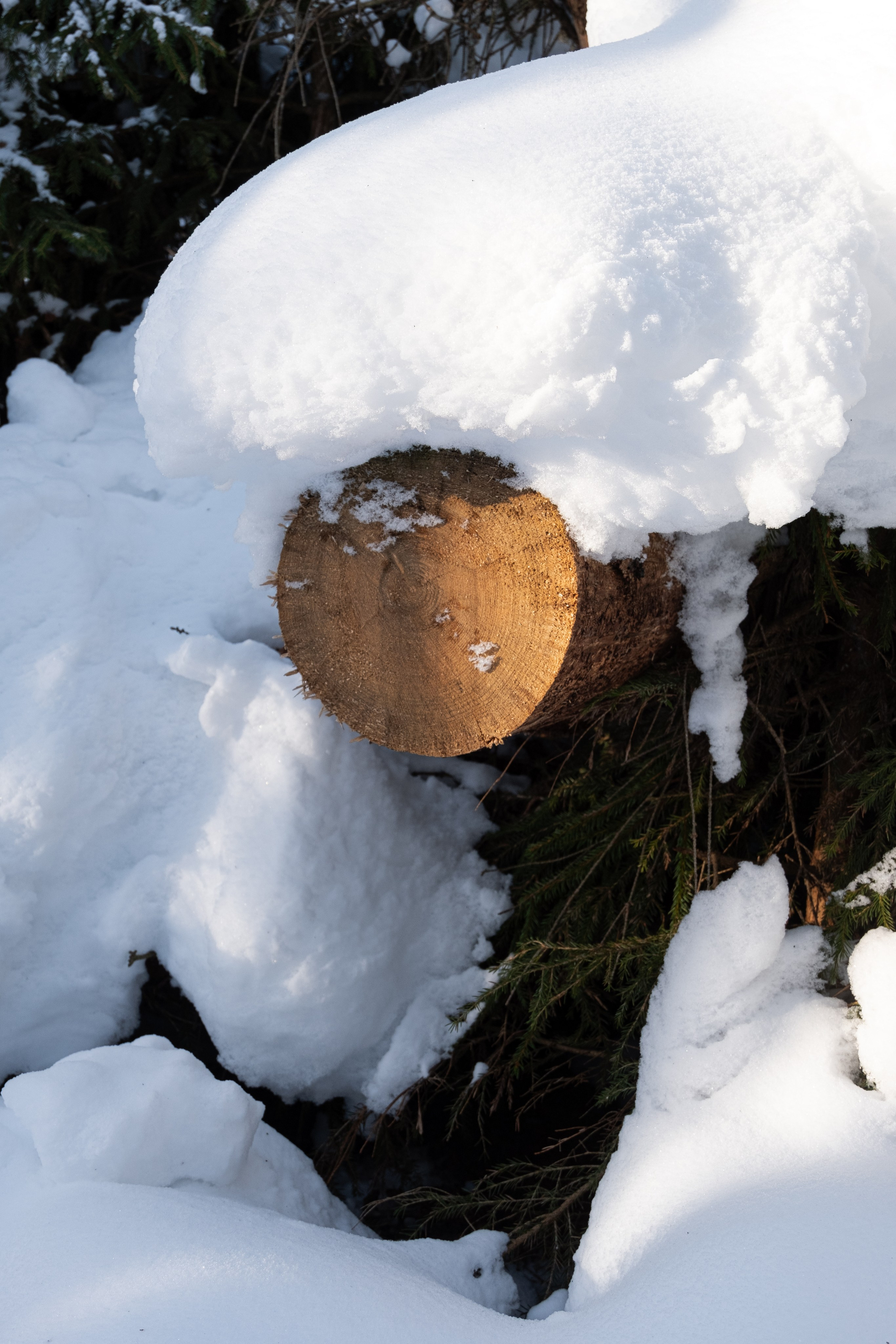 Пионерлагеря. Курочкина Софья