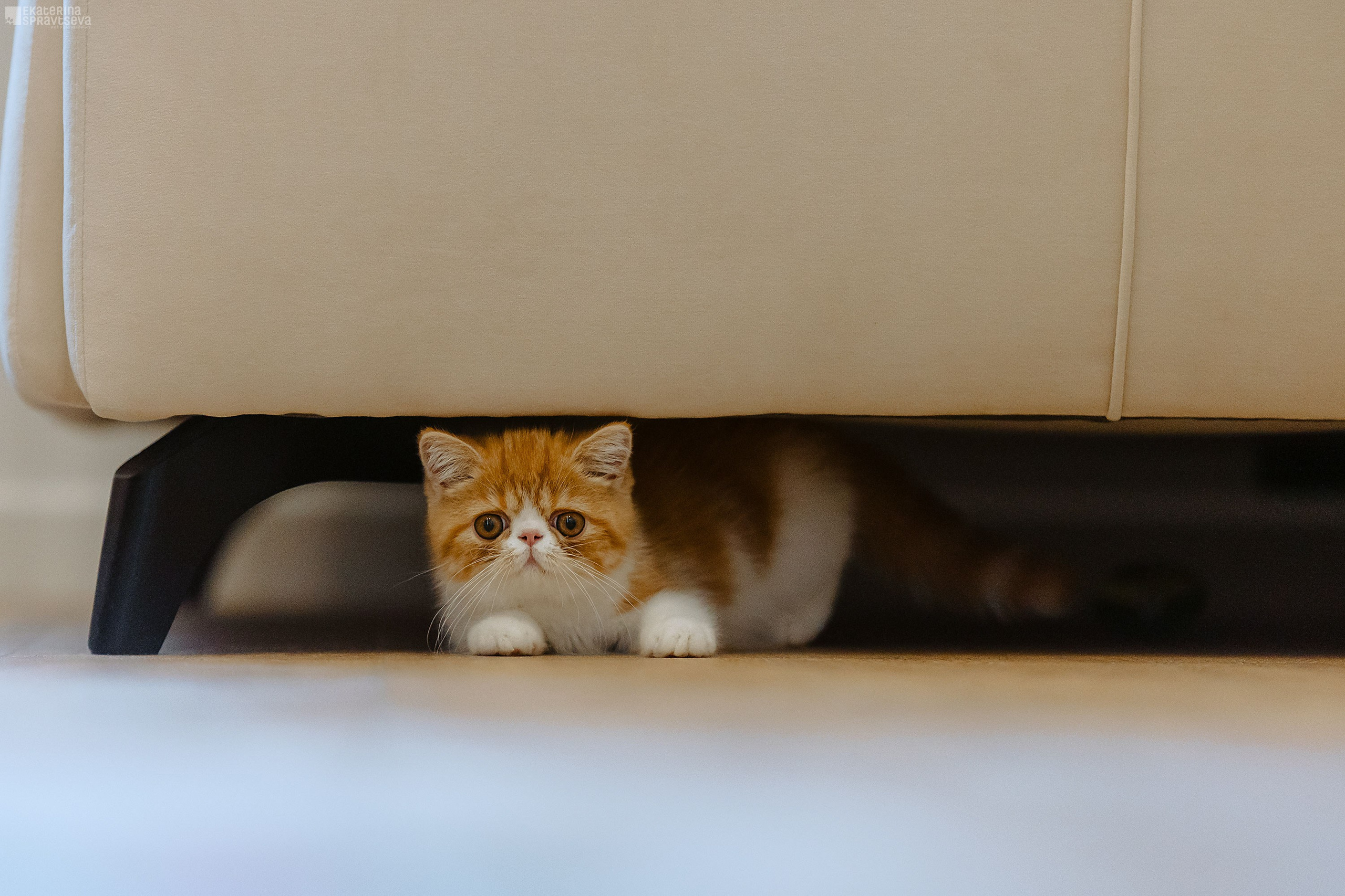 Малыш Уникум, Лиза и Миша. Фотограф Анималист Екатерина Справцева в Нижнем Новгороде