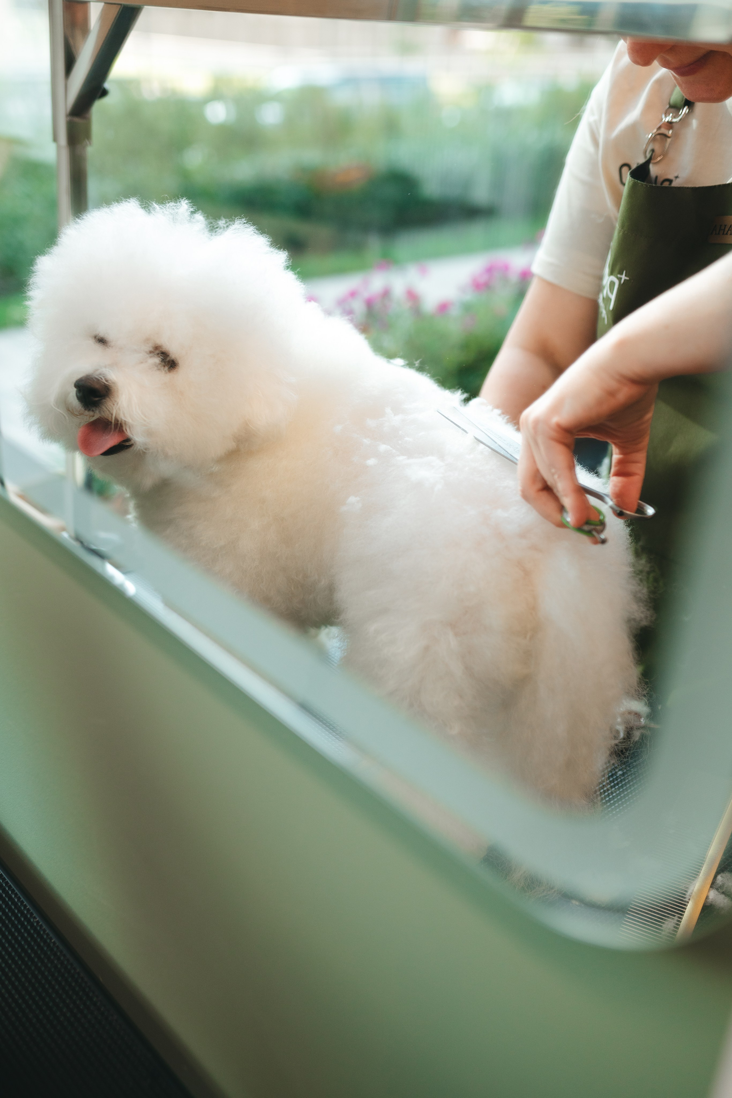 Груминг — салон. Фотограф анималист Осипчикова Мария