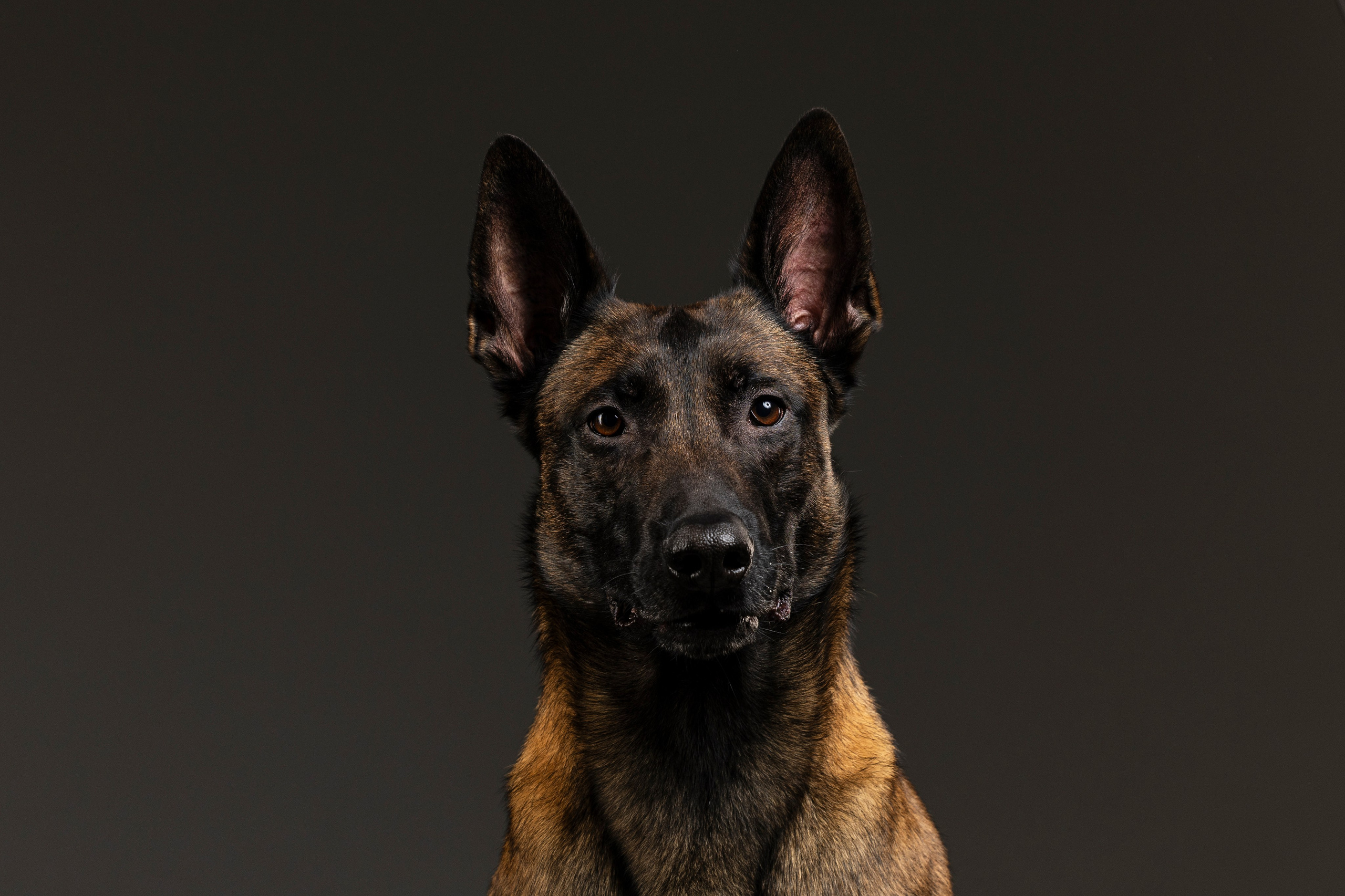 Студия. Фотограф-анималист Анна Маринич