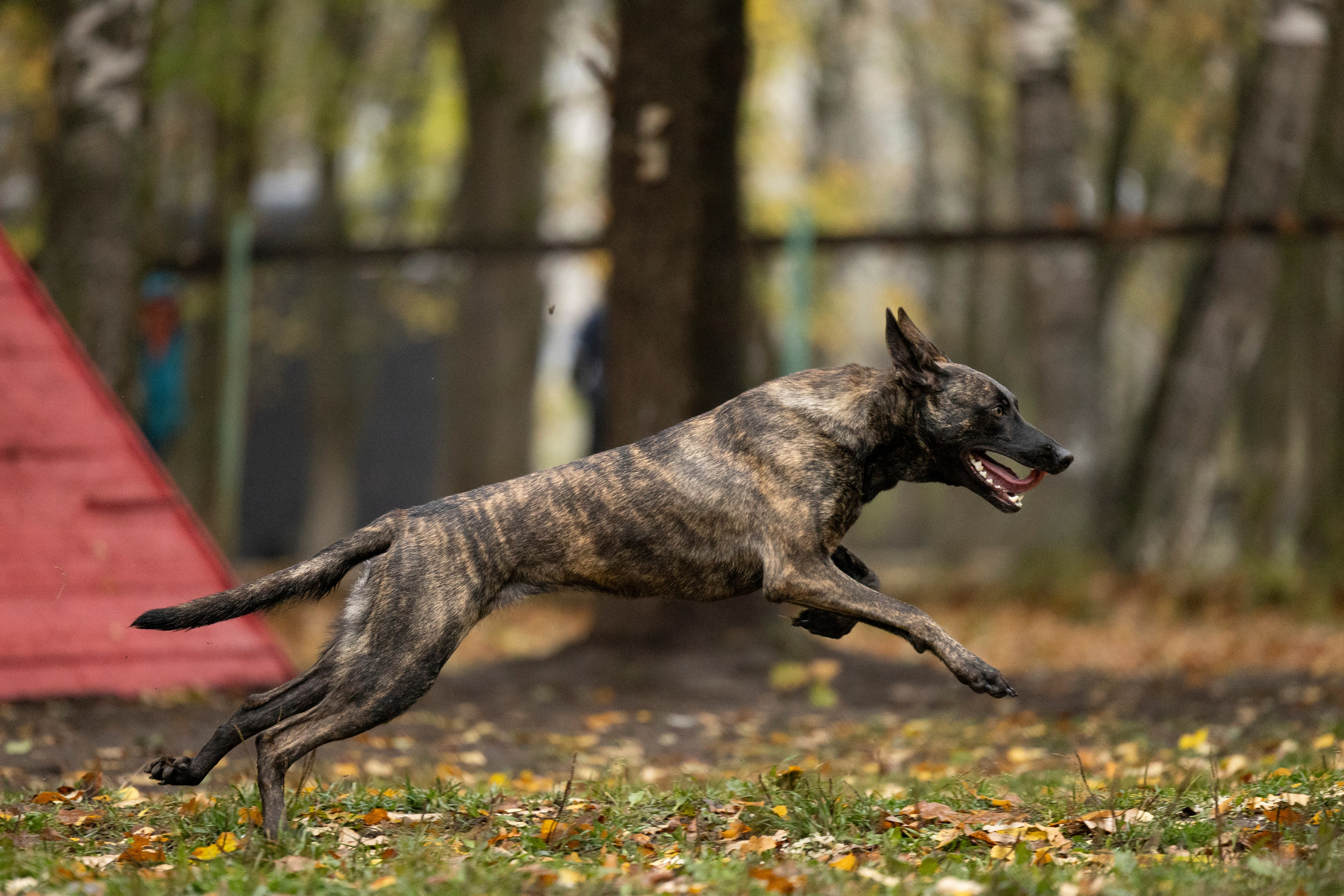 Соревнования по Мондьорингу г. Вологда. Фотограф-анималист Анна Маринич