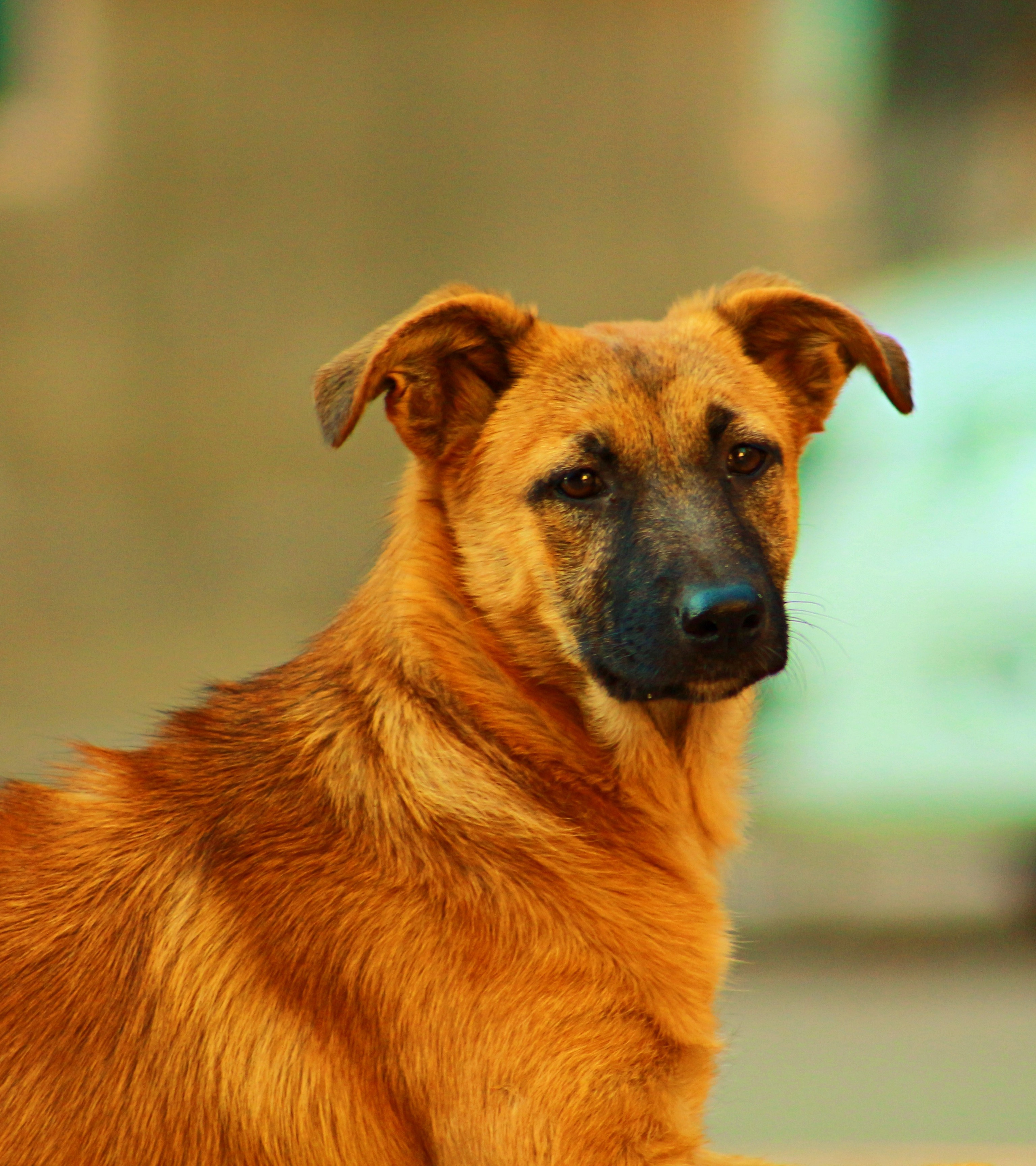 Животный мир. Фотограф из Донецка Александр Турко