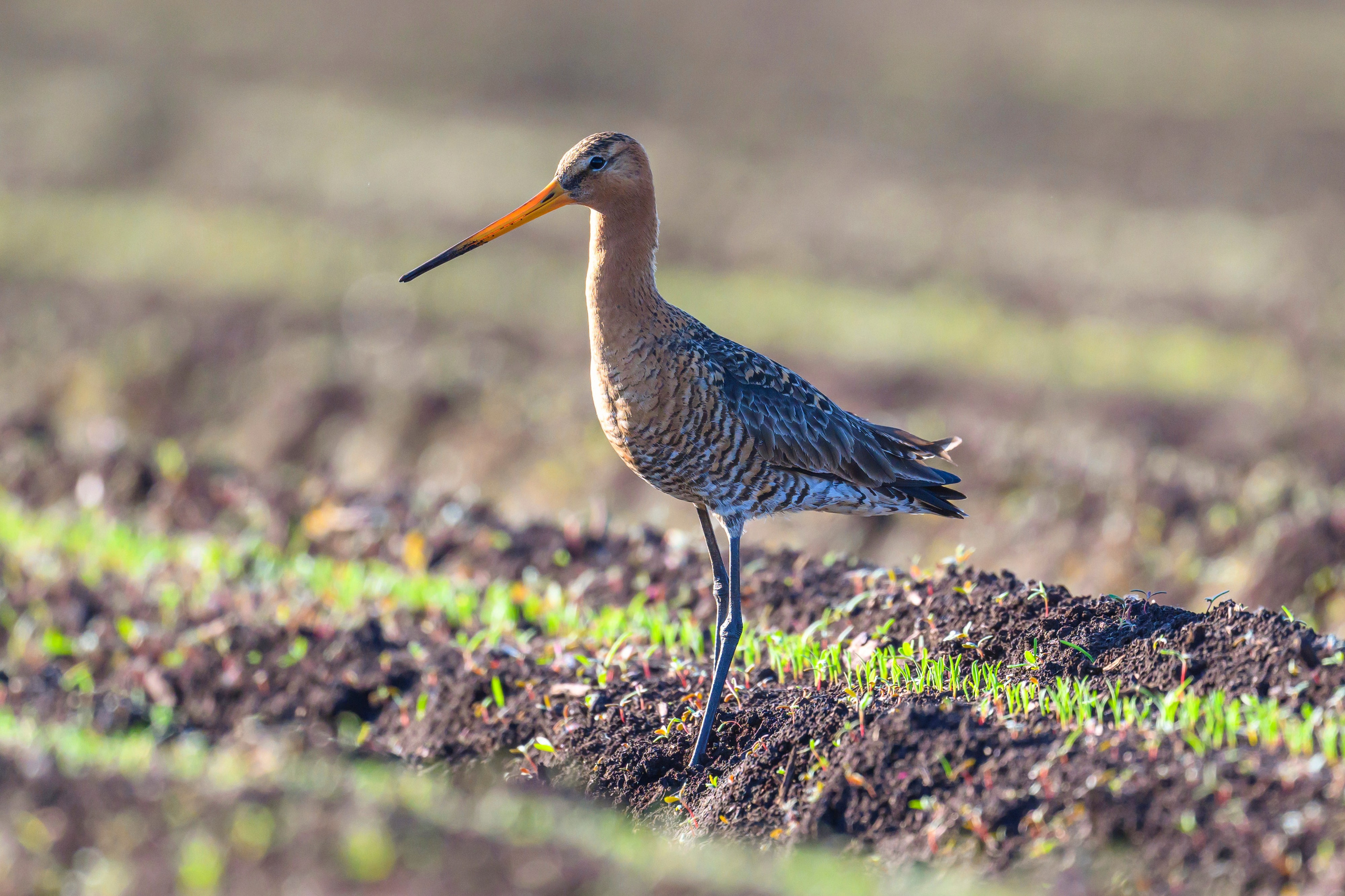 Веретенник и славка. Wildlife photography by Sergey Puponin