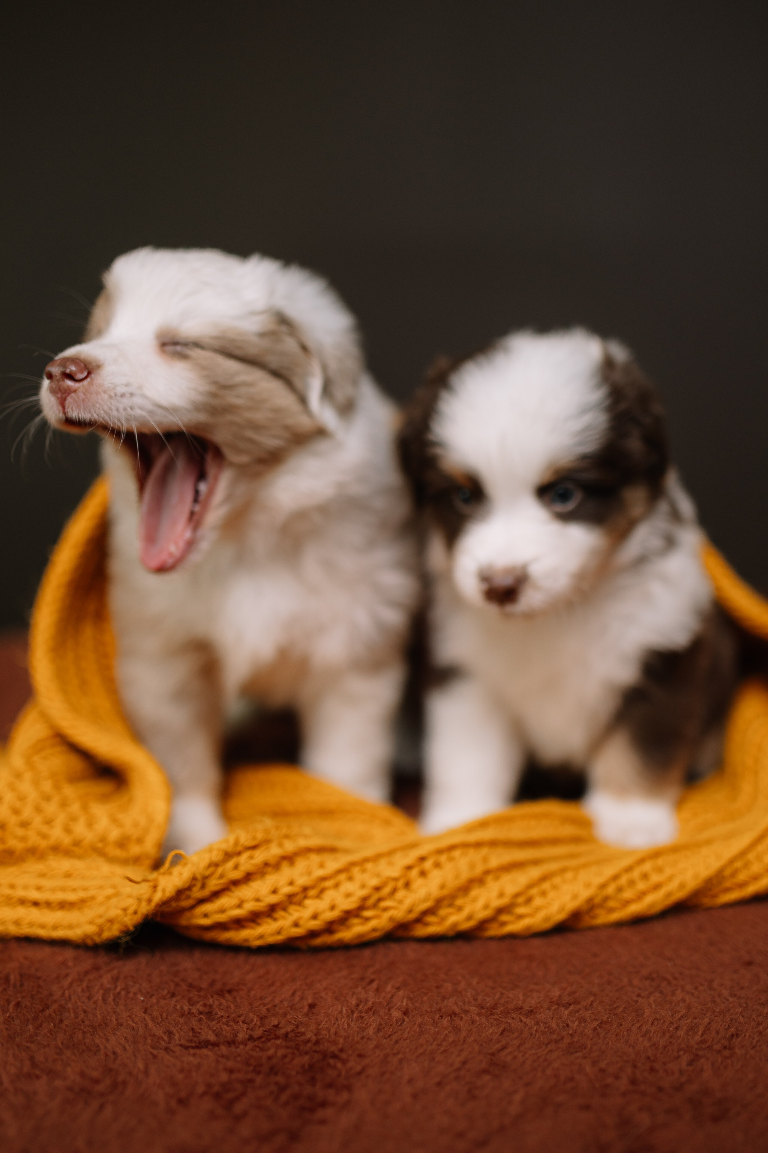 Щенки Миниатюрной американской овчарки. В студии. Фотограф Александра Кузнецова