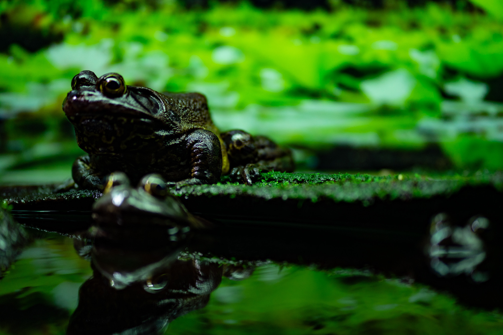 Nature. AnatoliiVolf