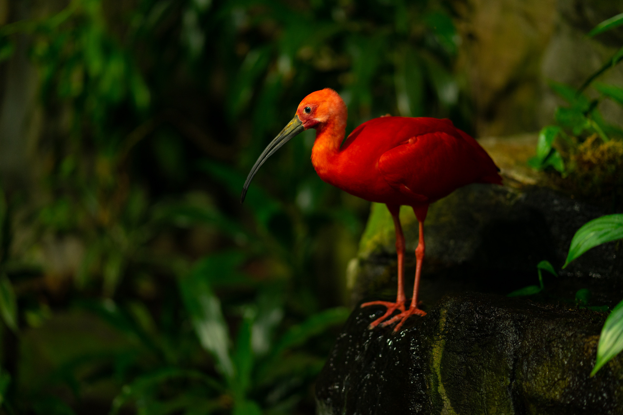 Nature. AnatoliiVolf