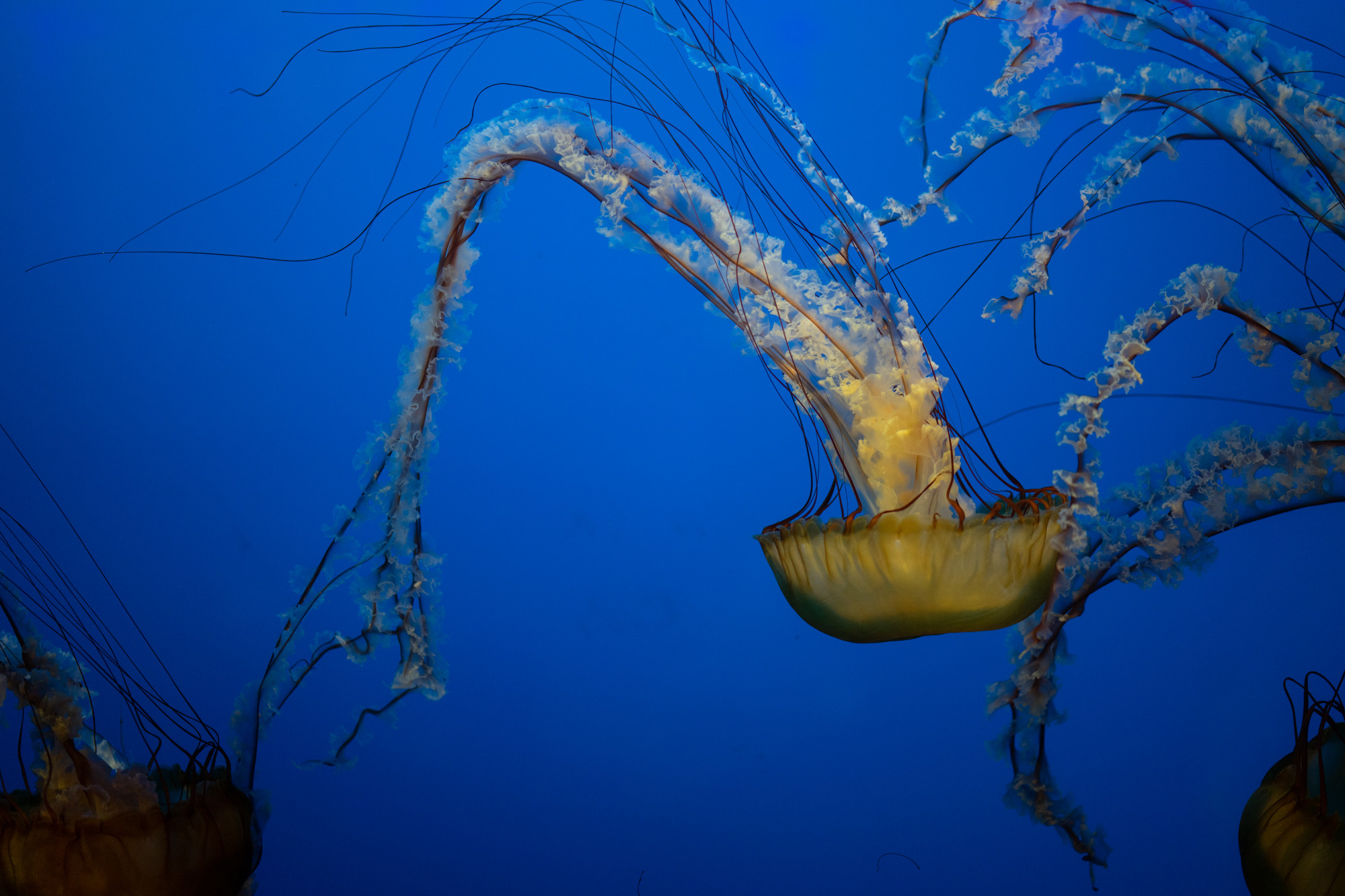 Nature. AnatoliiVolf