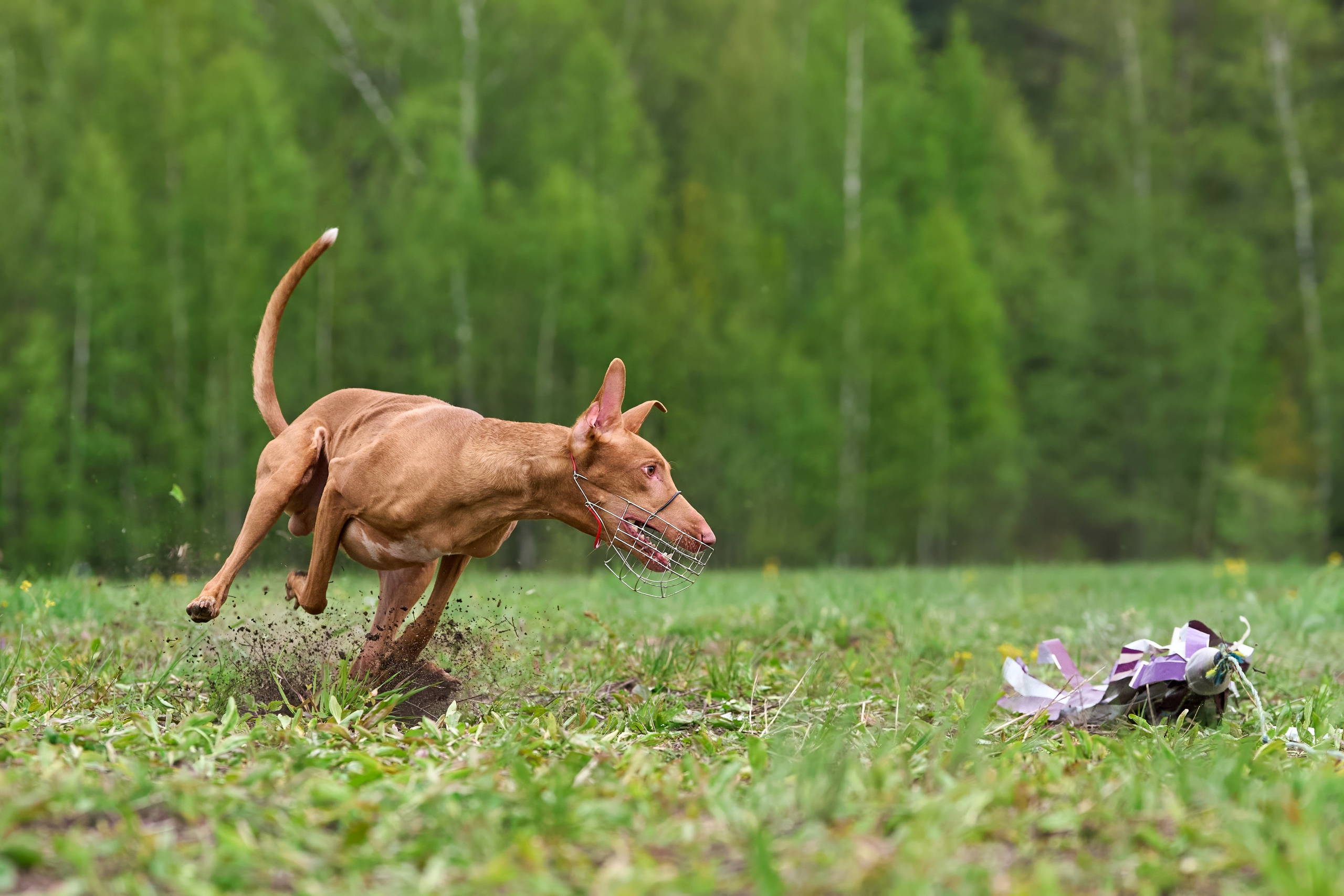 Тренировка по курсингу Донино. Фотограф-анималист Михаил Манухин