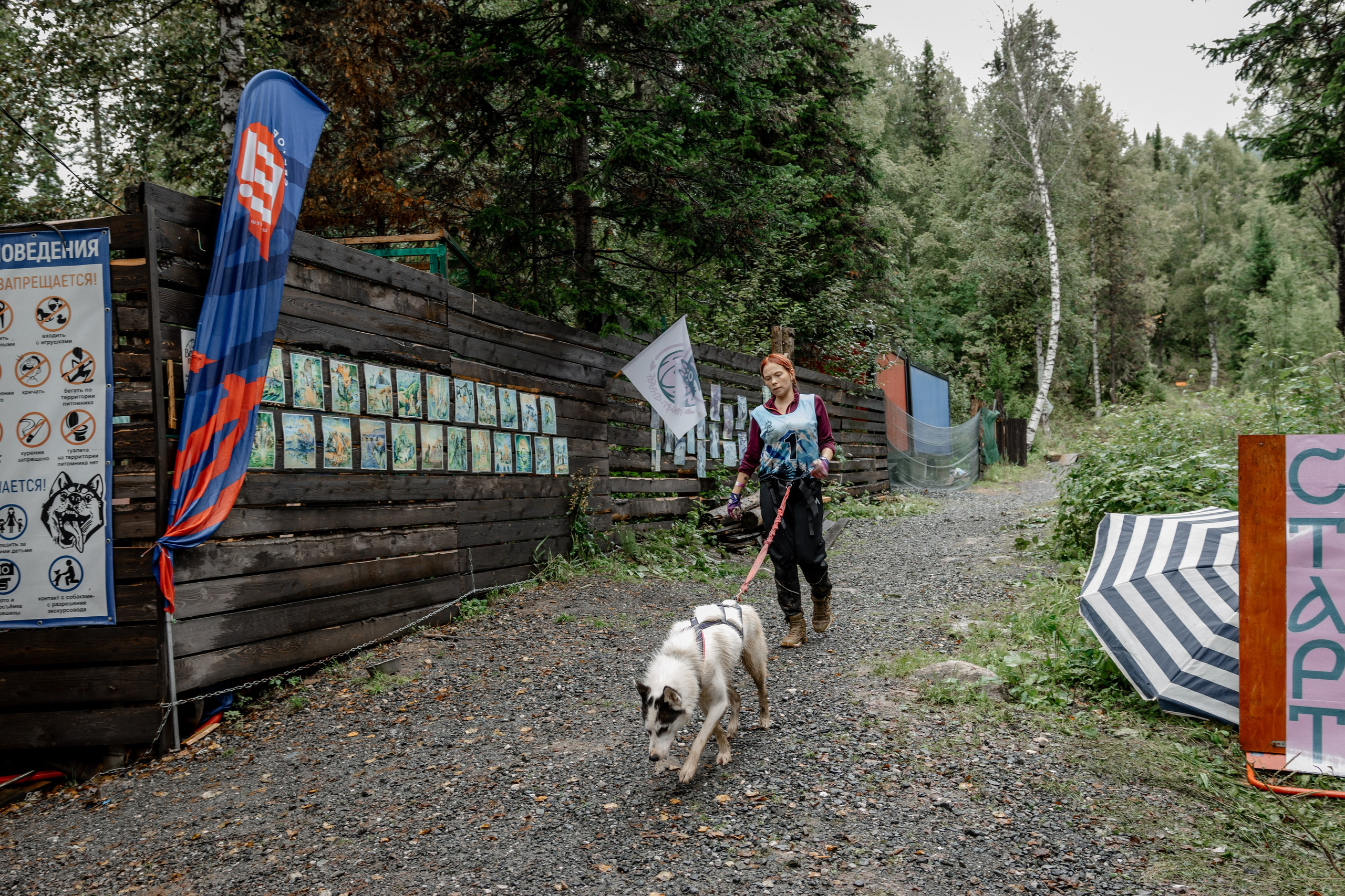 Дог-треккинг