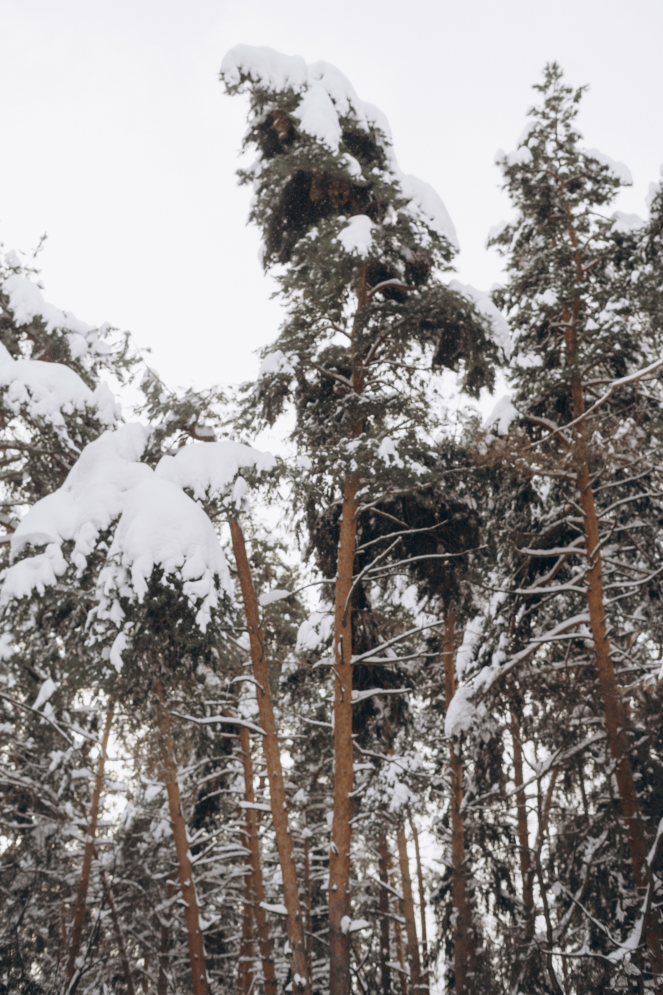 Зимняя прогулка. Фотограф Марина Котельникова