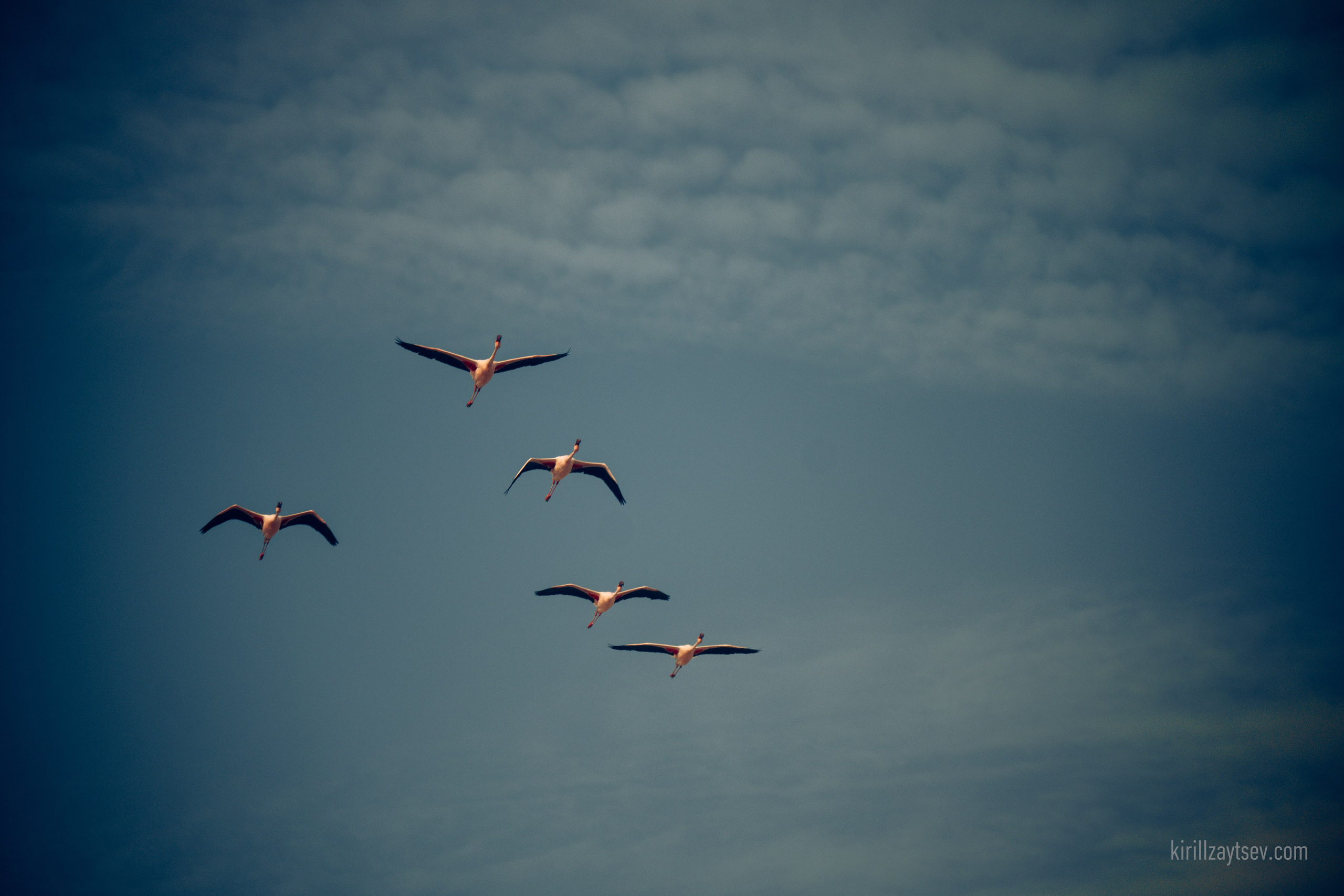 Жизнь. Профессиональный фотограф Кирилл Зайцев