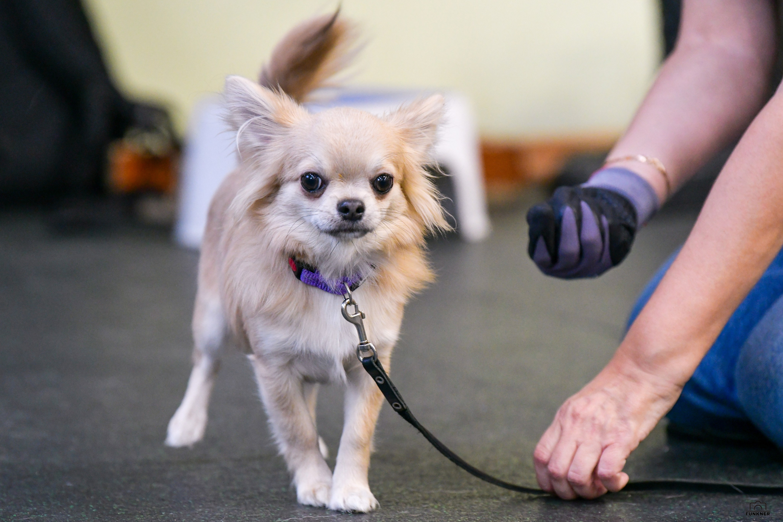 Кинологический клуб «Бодрый хвост». Свой взгляд через объектив