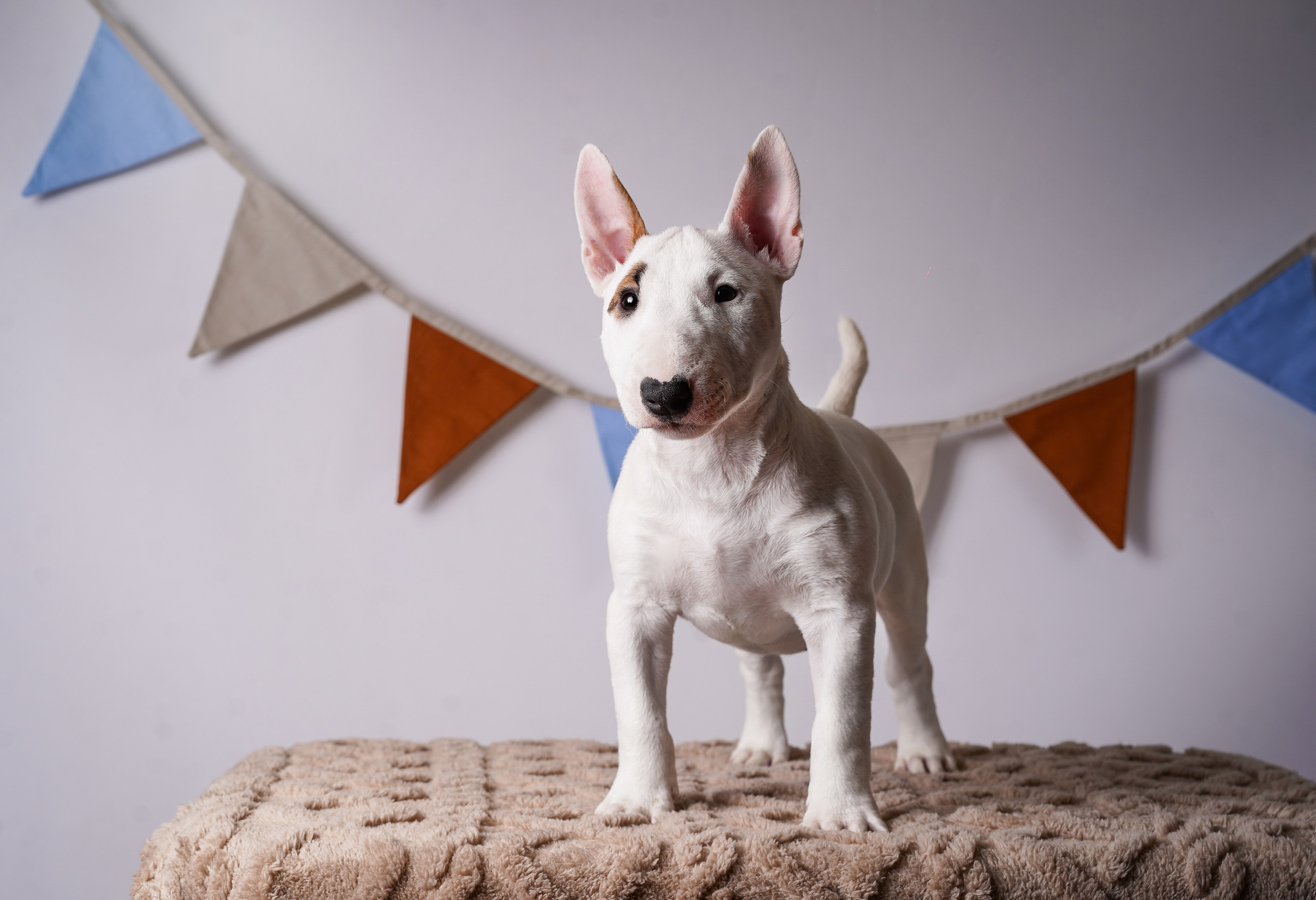 Щенки минибультерьера. Фотограф-анималист в Санкт-Петербурге Яна Мартынова