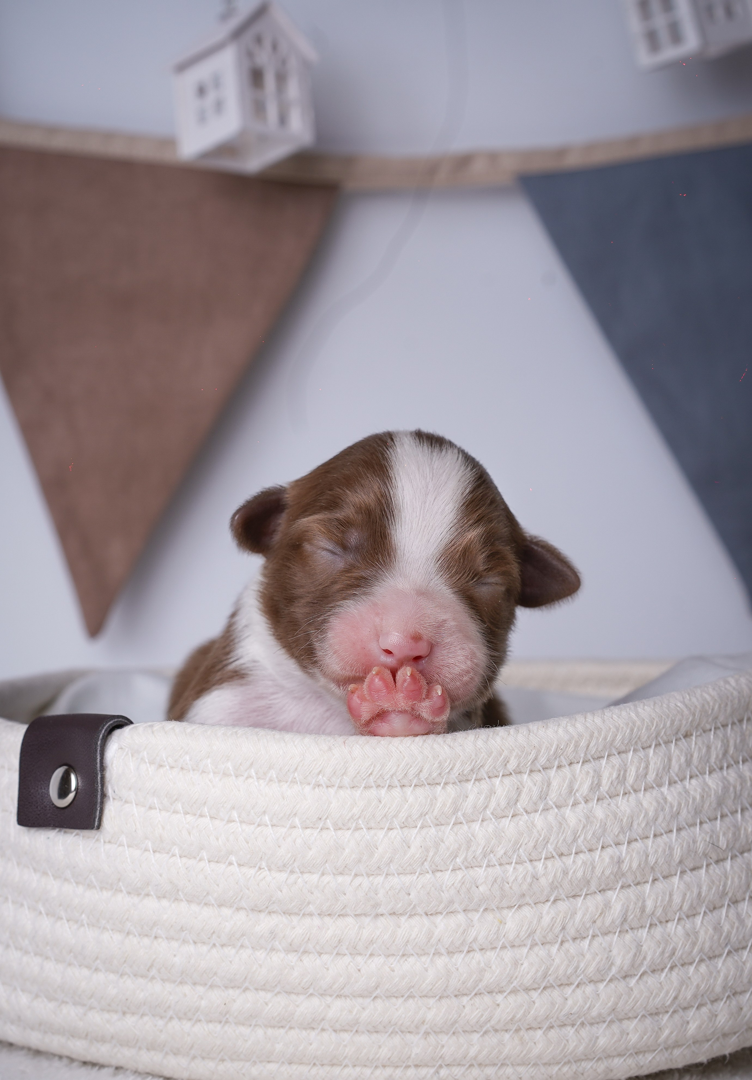 Щенули аусси. Фотограф-анималист в Санкт-Петербурге Яна Мартынова