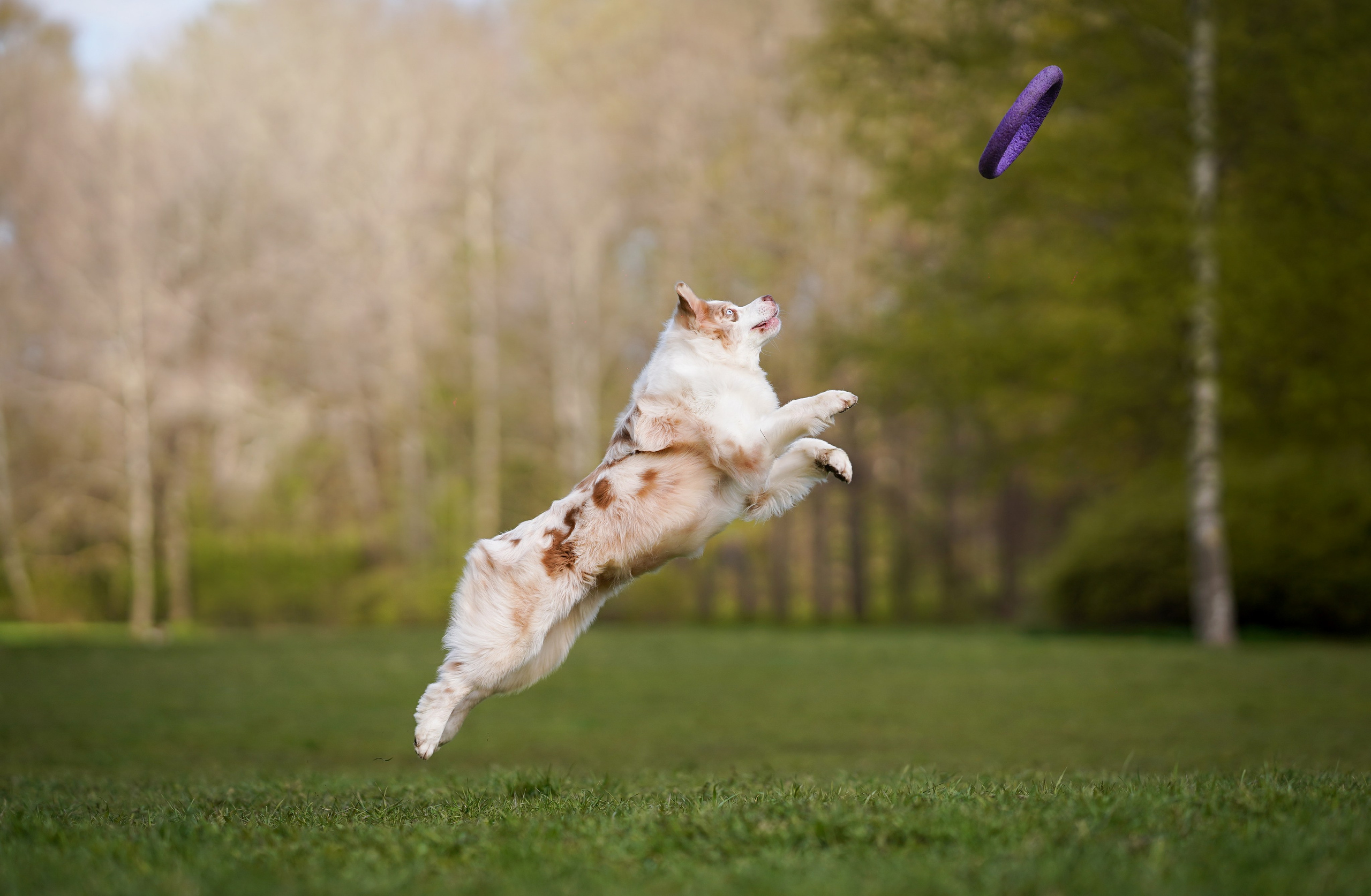 Рокки и Гермиона. Фотограф-анималист в Санкт-Петербурге Яна Мартынова