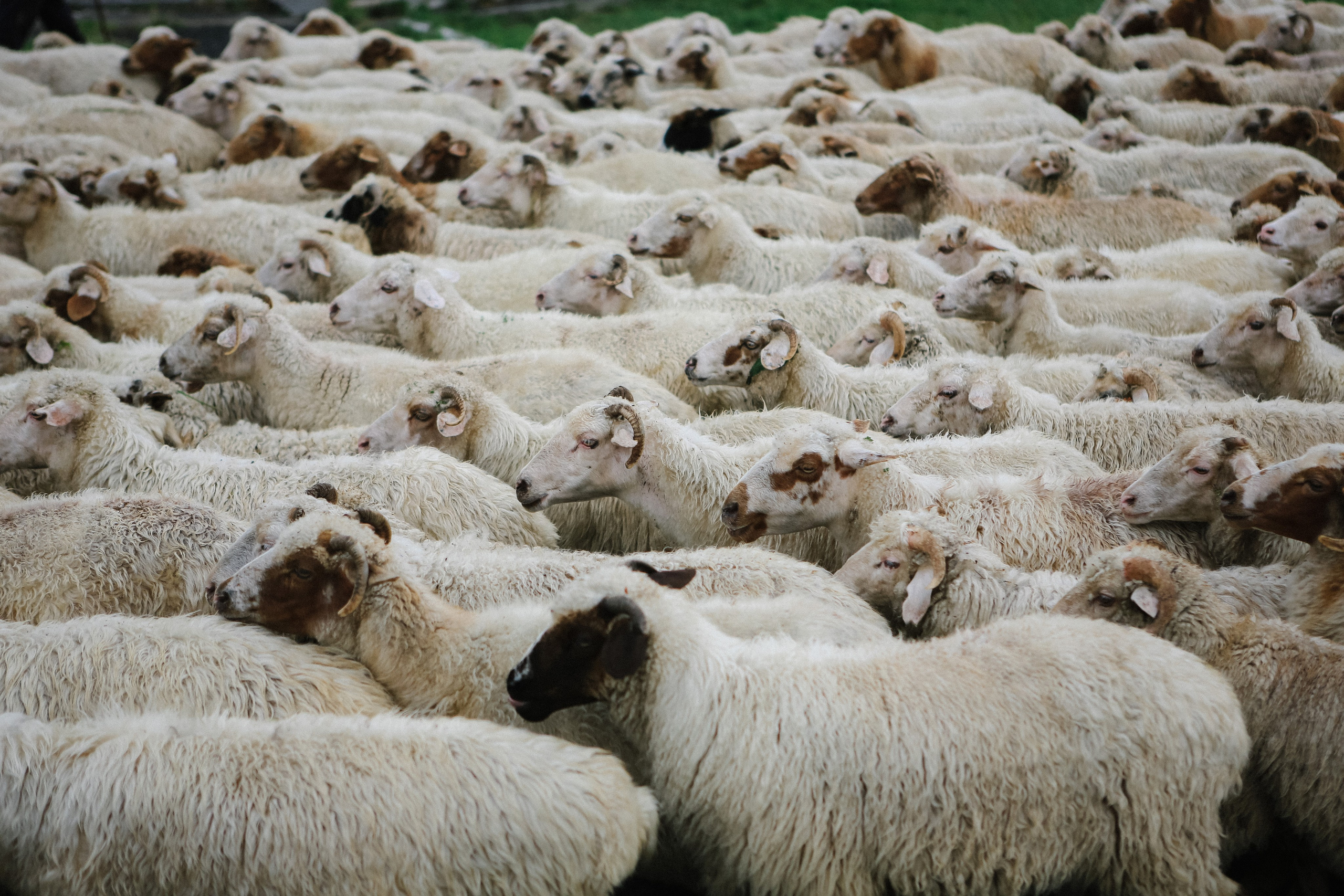 Пресс-тур для Неизвестного Кавказа. Свадебный и портретный фотограф в Пятигорске, КМВ — Власова Юля