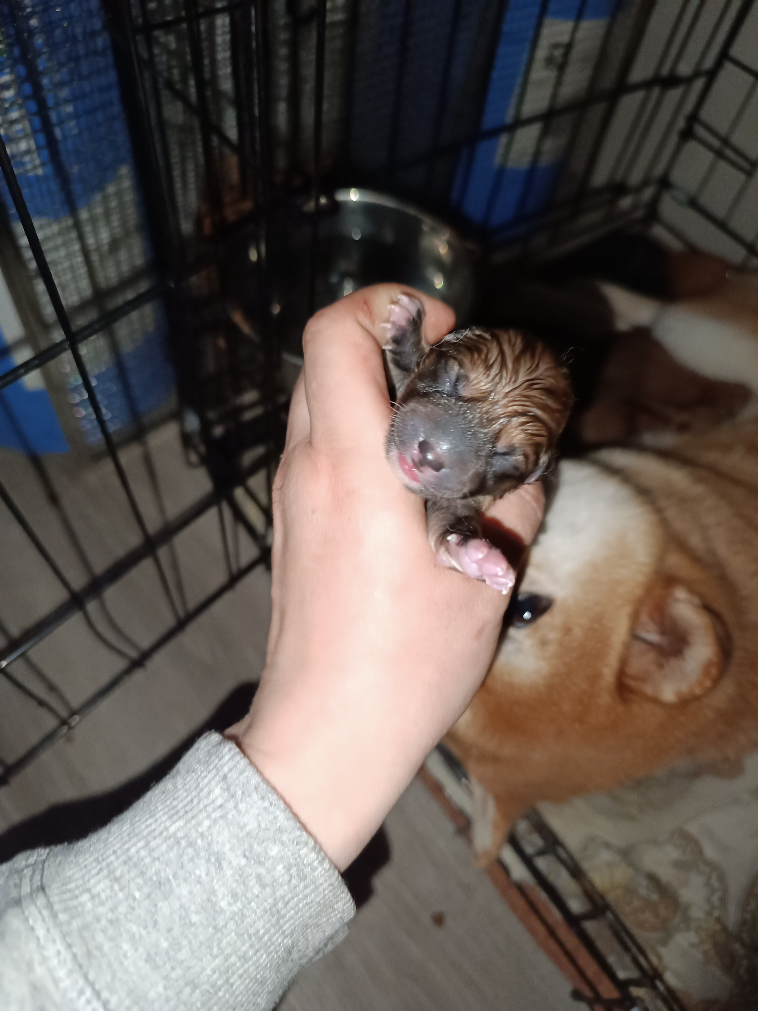 сиба питомник Рубилайт щенки на продажу rubylight  сиба щенки купить СПб Санкт-Петербург