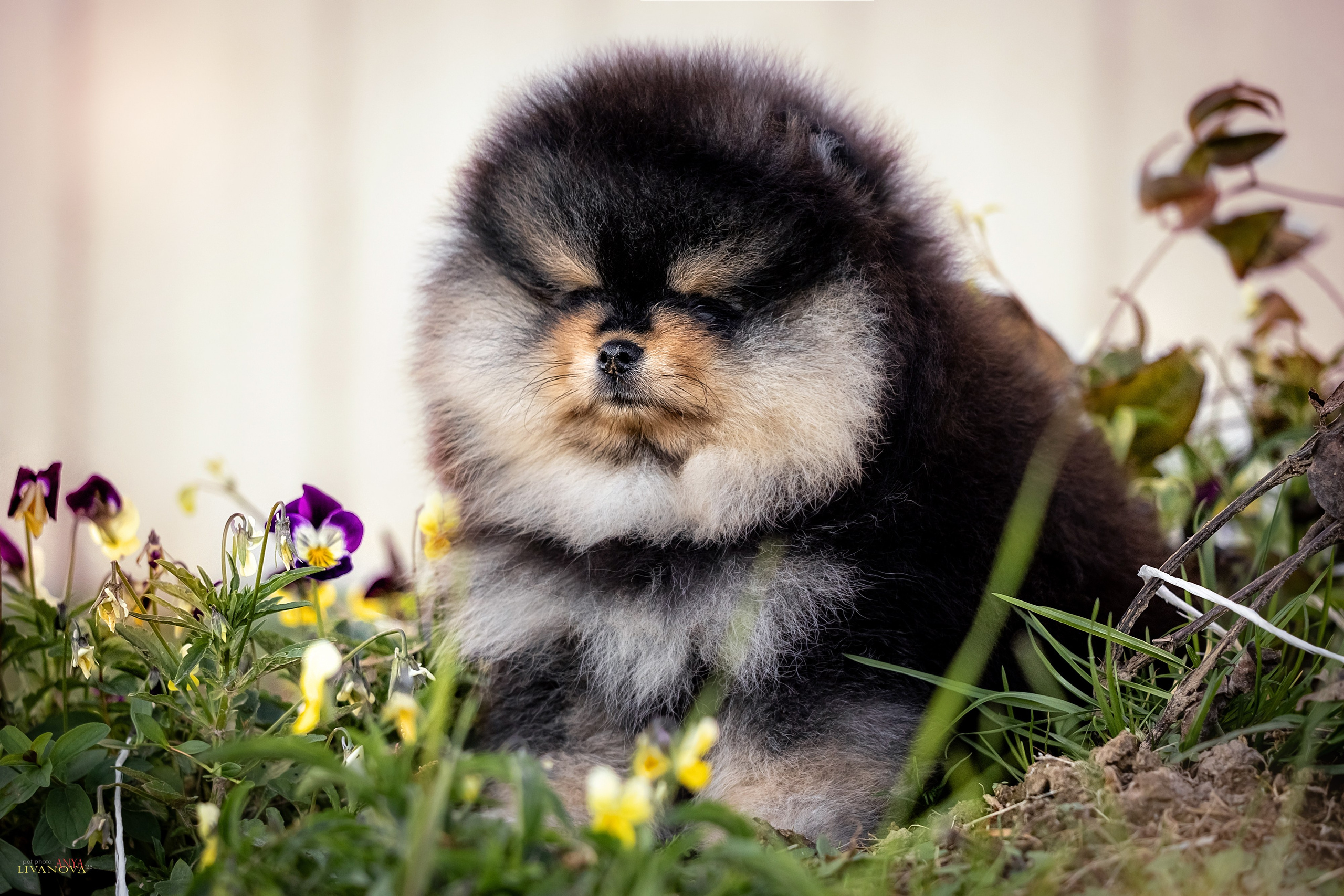 Шпцулики. Фотограф анималист Аня Ливанова | Рыбинск