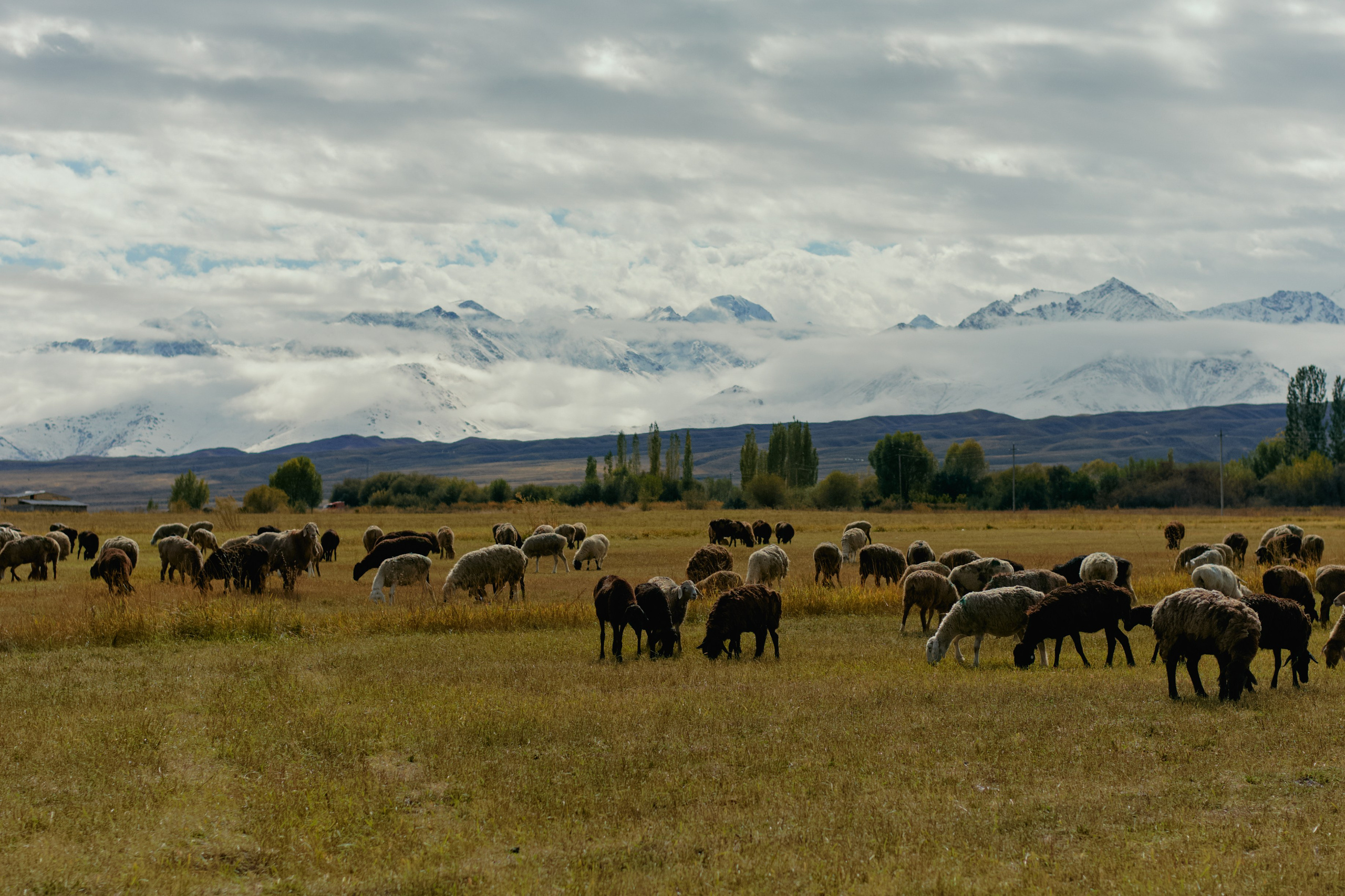 Кыргызтан. Профессиональный Фотограф во Владимире, в Москве и в Суздале — Полина Романычева