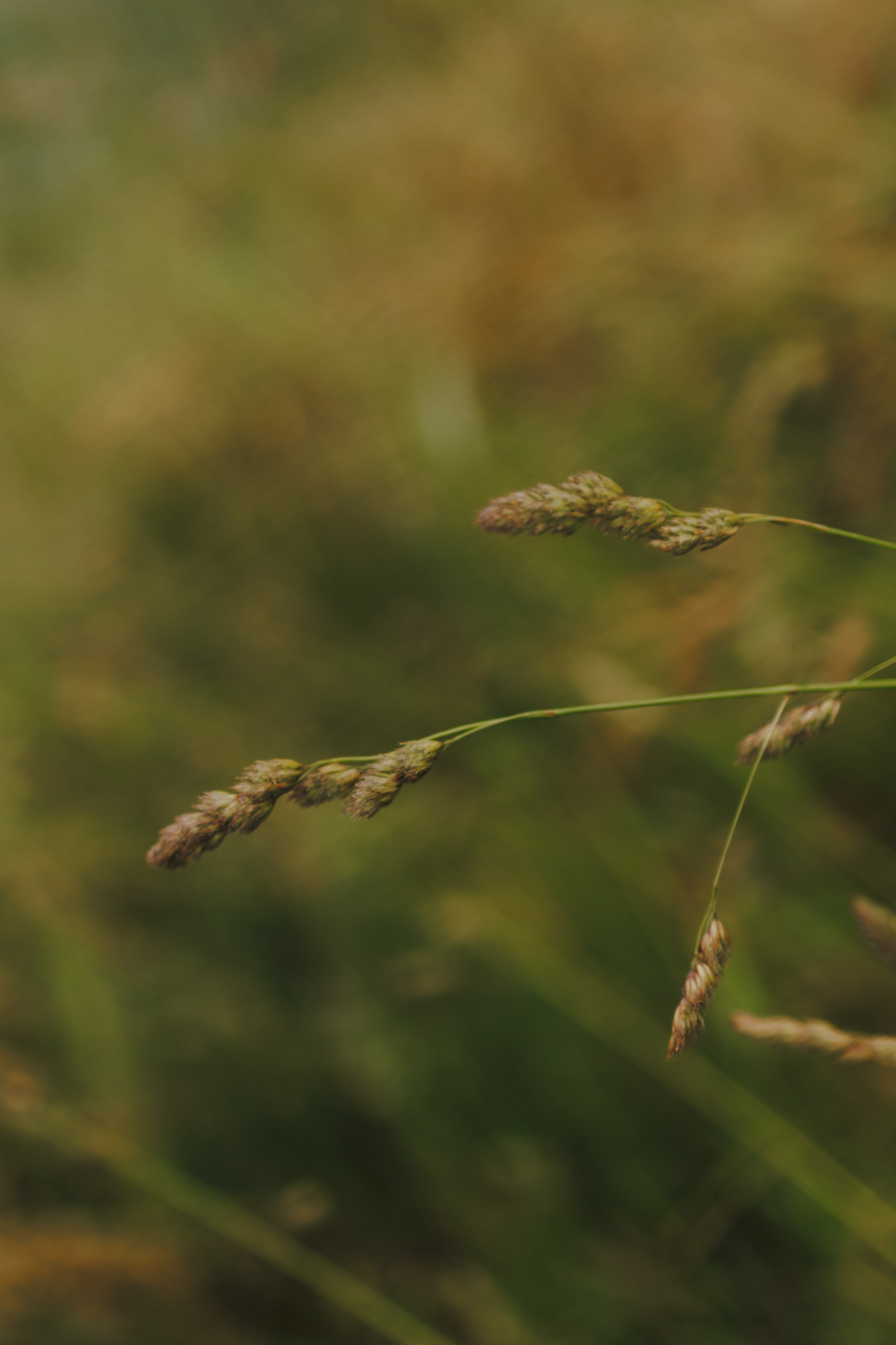Марианна и Габриэль. Семейный и детский фотограф в Королёве Шарутина Лидия