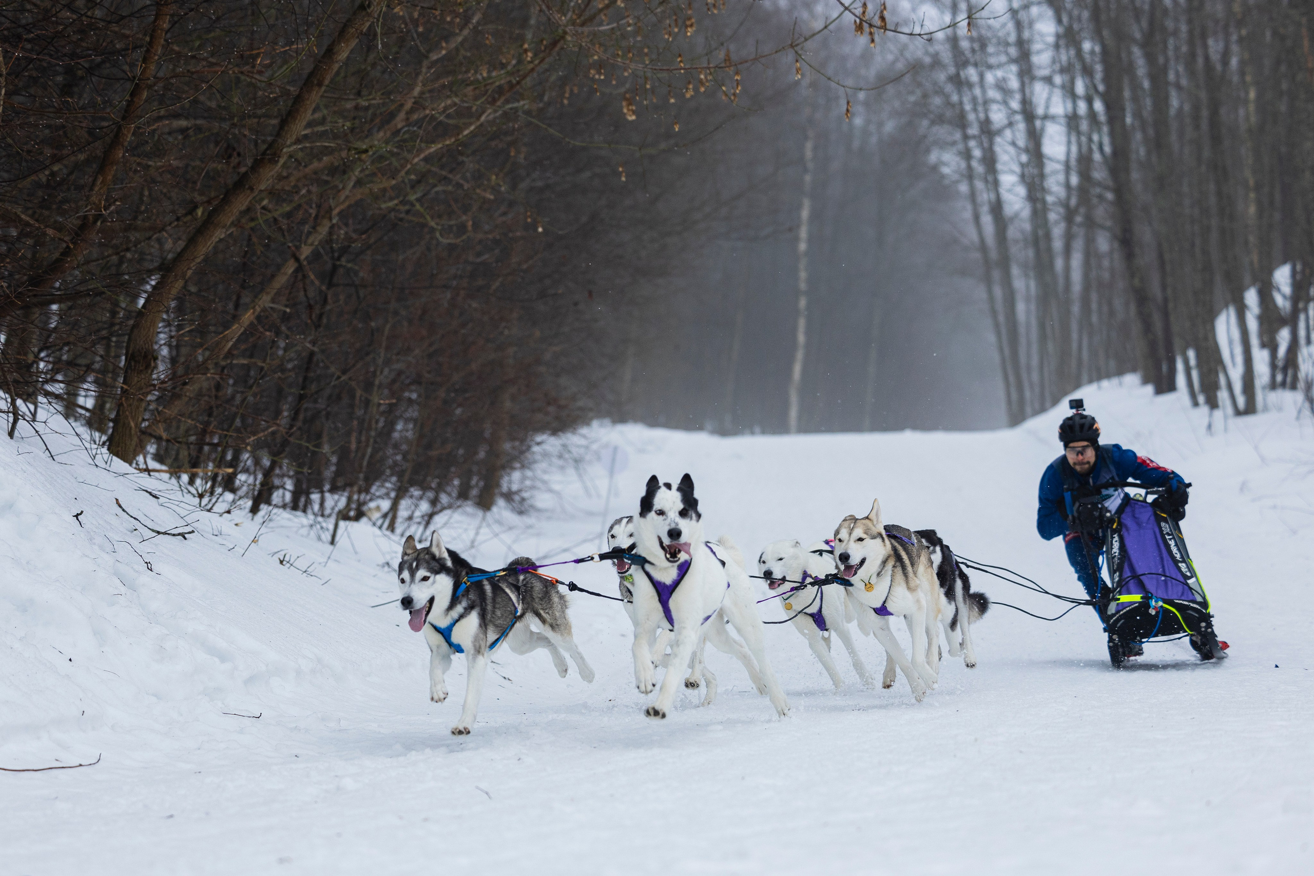 Зимний Чемпионат Санкт-Петербурга по ездовому спорту. Фотограф-анималист Анна Маринич