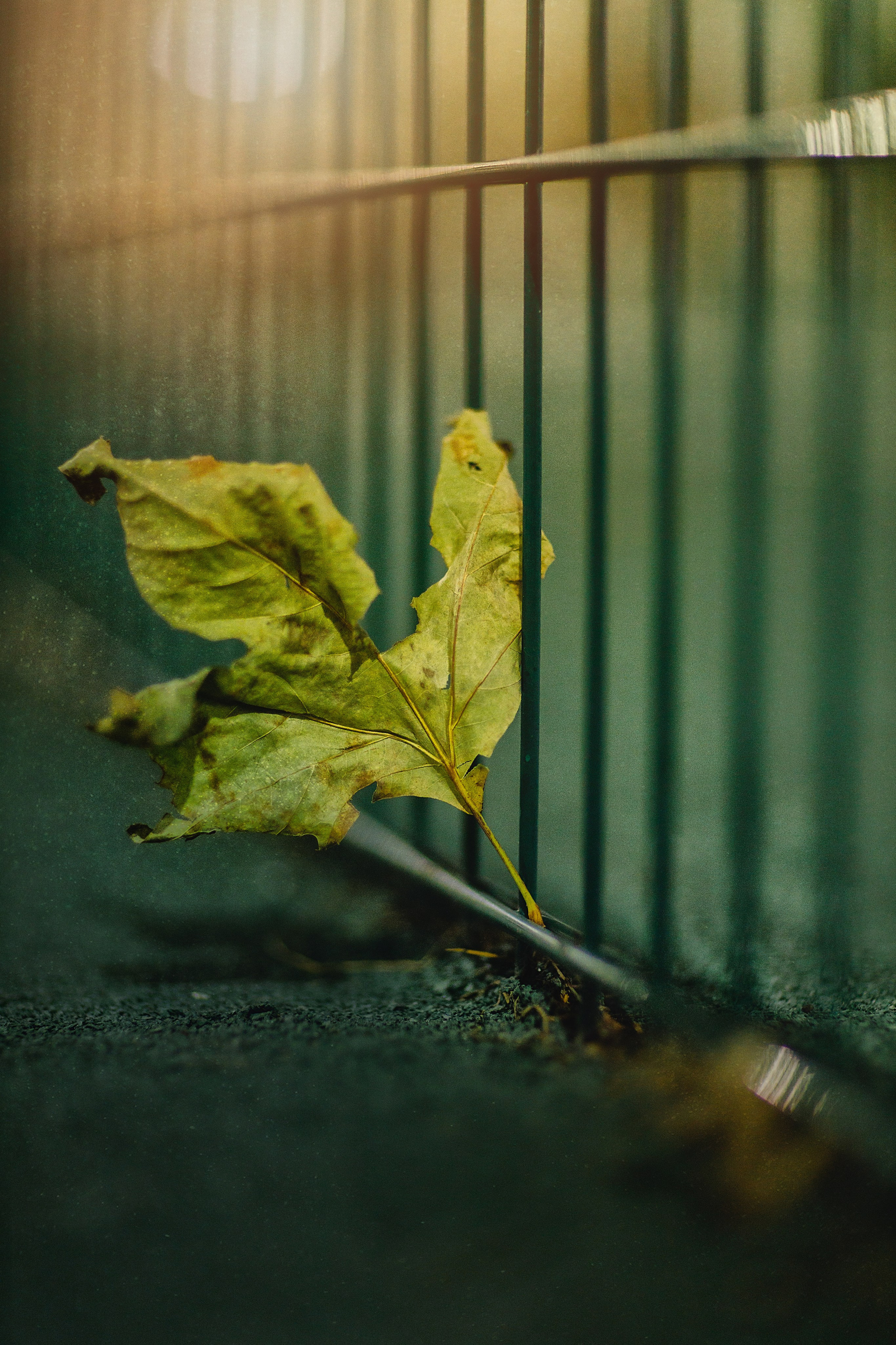 Проект «366»|2024|Фото каждый день. LENA GRACE photographer ||ЛЕНА ГРЭЙС фотограф