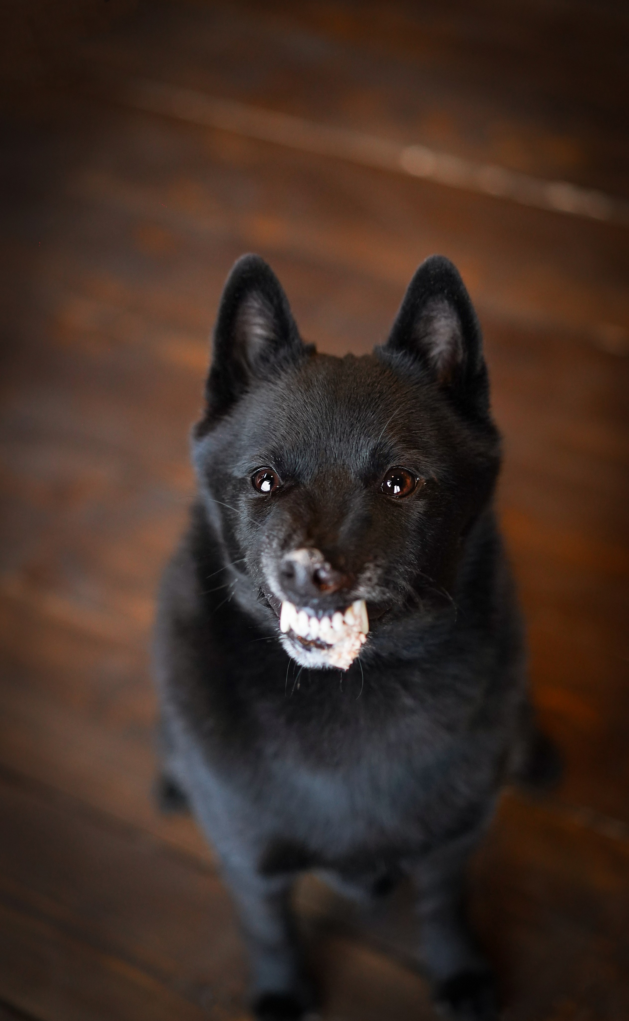 Аня и Арчи. Фотограф-анималист в Санкт-Петербурге Яна Мартынова