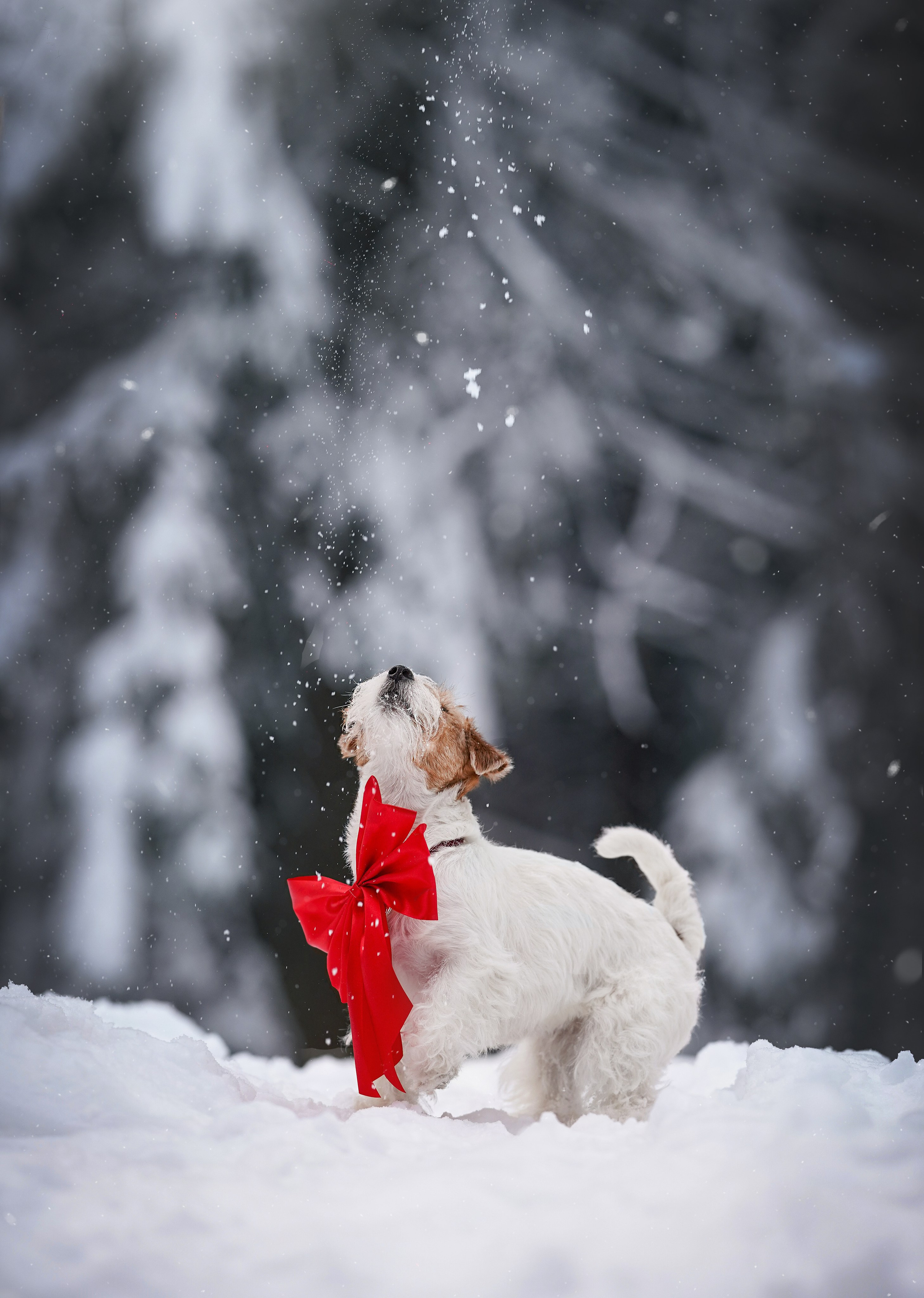 Люба и Тося. Фотограф-анималист в Санкт-Петербурге Яна Мартынова
