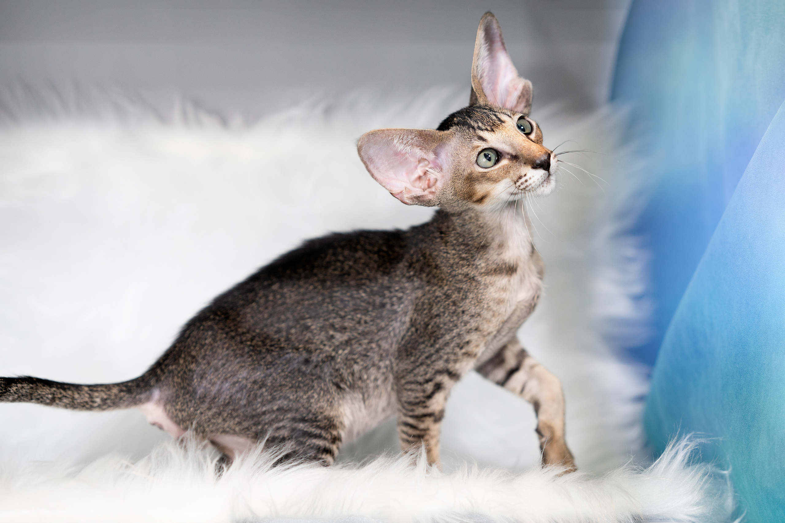 Заводчик Юлия Панова. Творческий фотограф Вологда