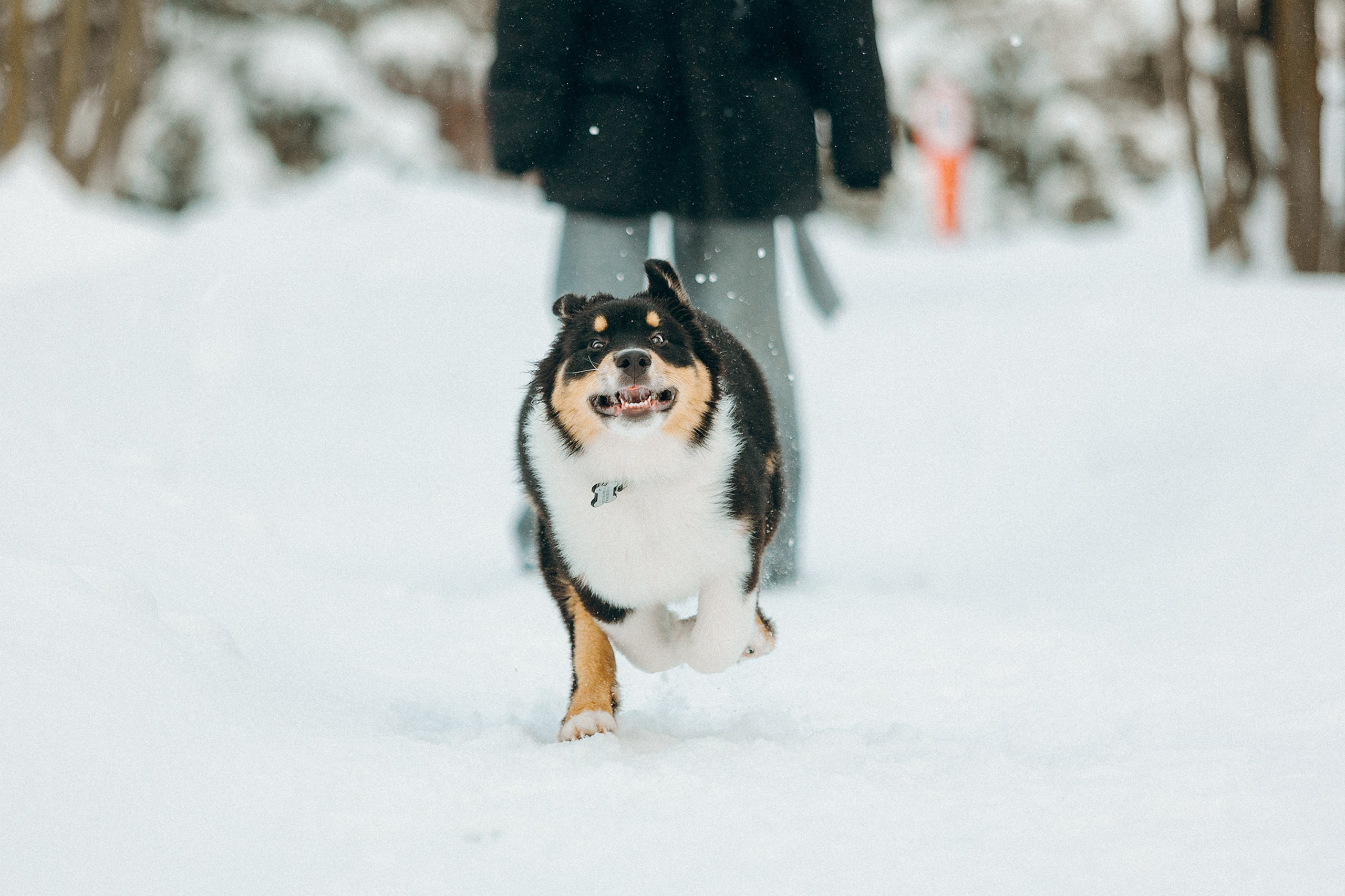 Рей со своей семьей. Фотограф. Фотограф-анималист. Москва
