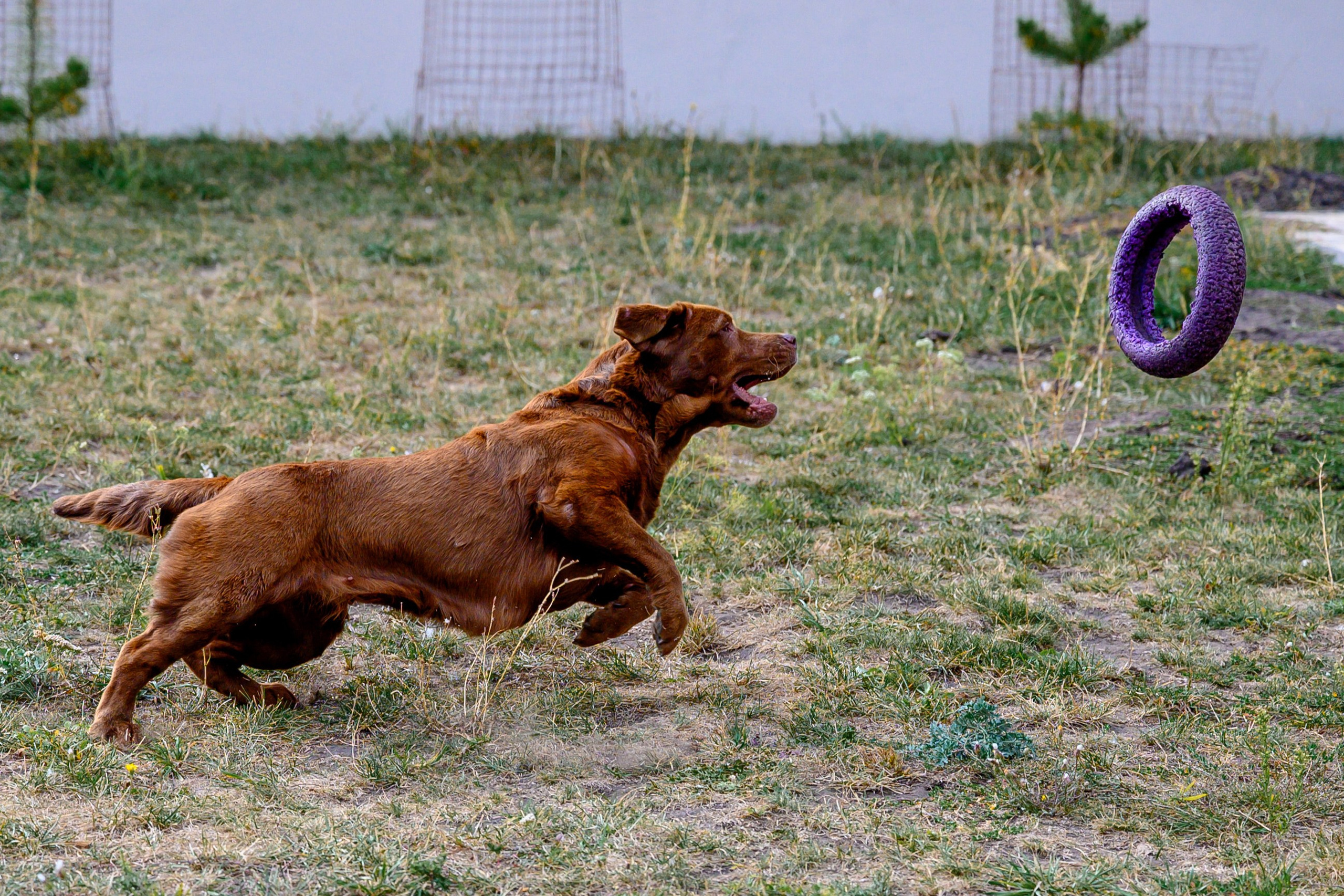 Спаниель и Лабрадоры. Bazarkom-photo.ru Фотограф Виктор Оськин в Старом Осколе