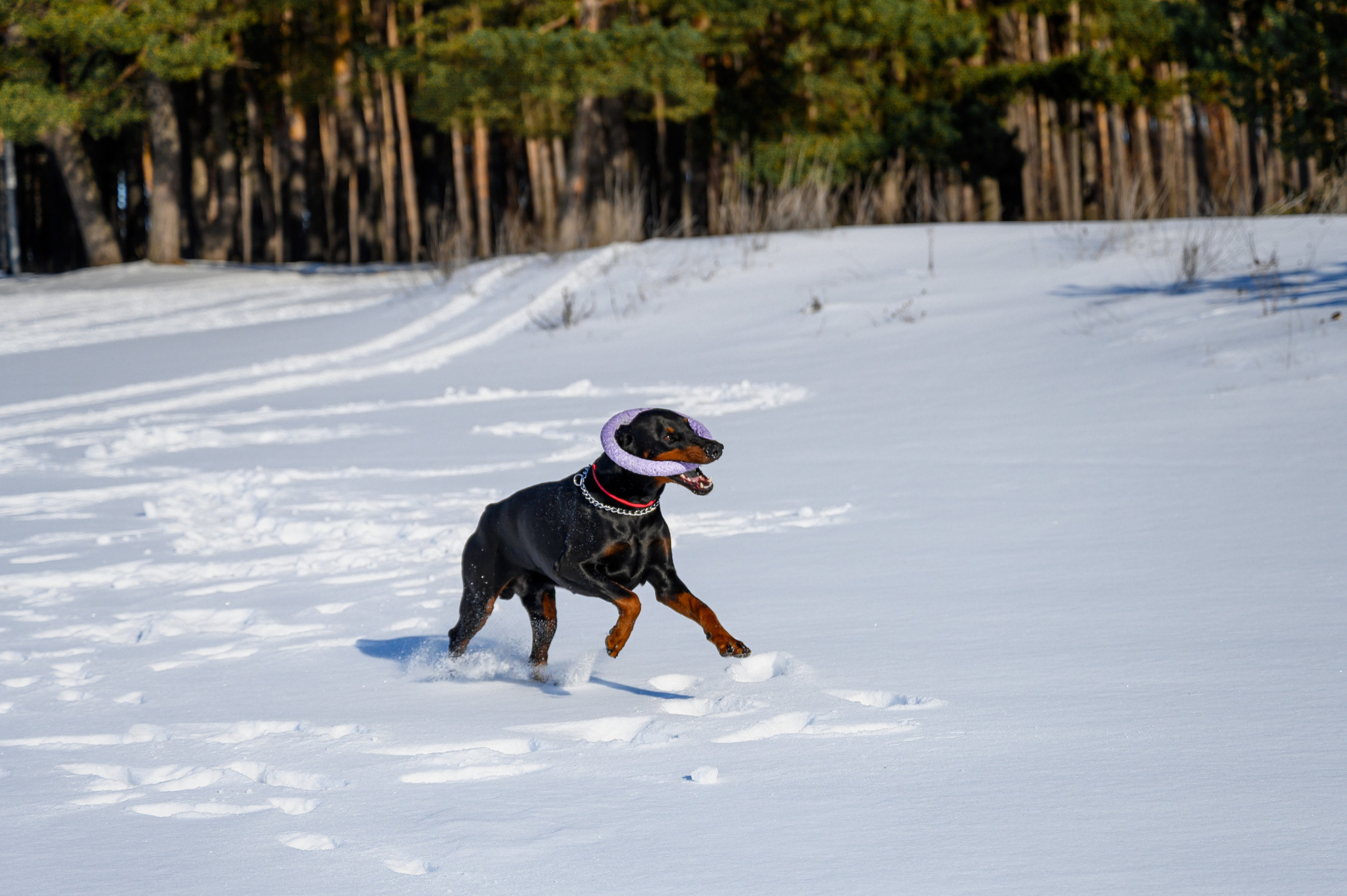 Доберман Рэн. Bazarkom-photo.ru Фотограф Виктор Оськин в Старом Осколе